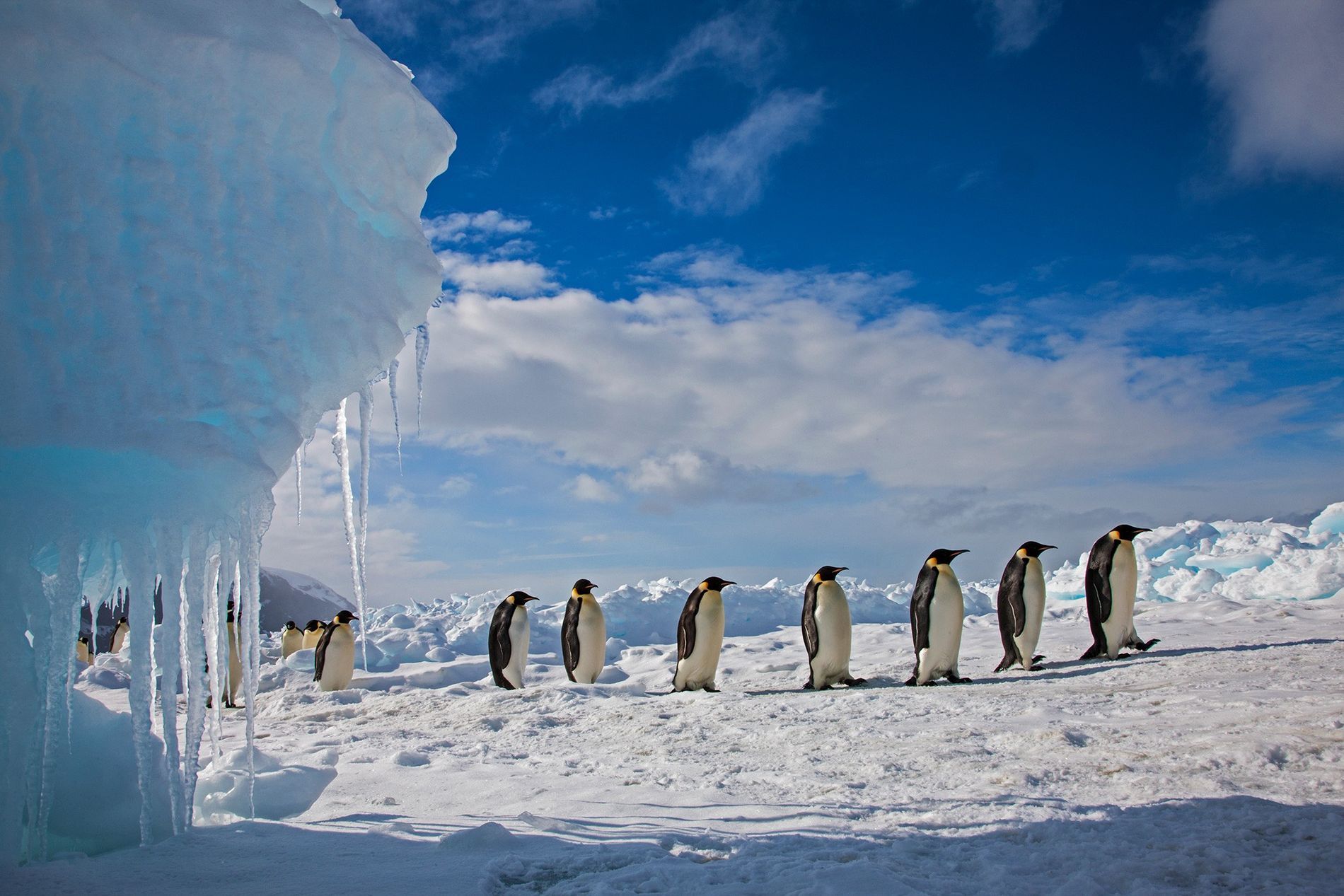 Penguins don't live at the South Pole, and more polar myths debunked