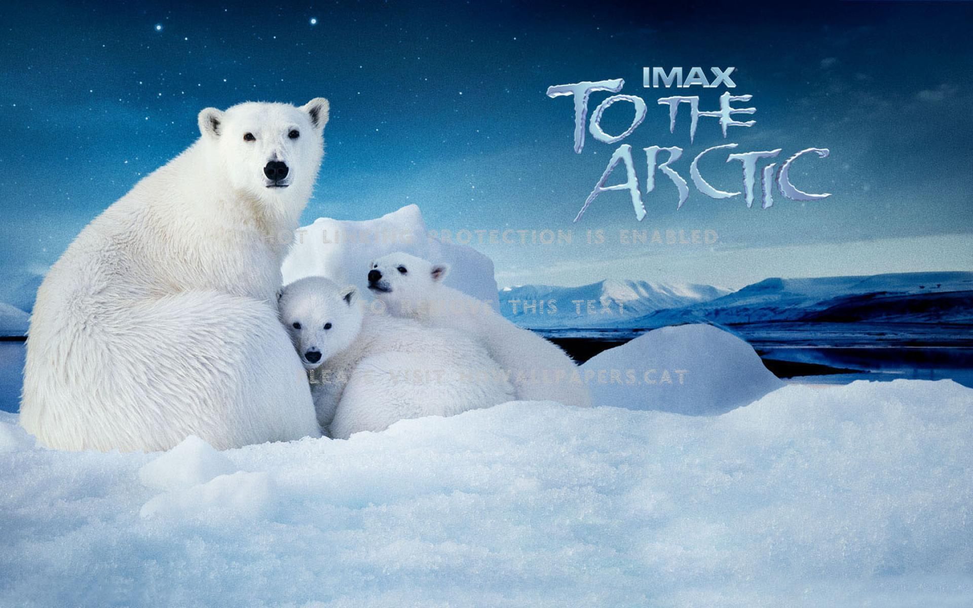 to the arctic north pole polar bear nature