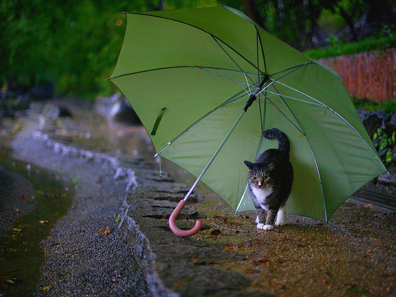 Rainy Weather Wallpapers Wallpaper Cave
