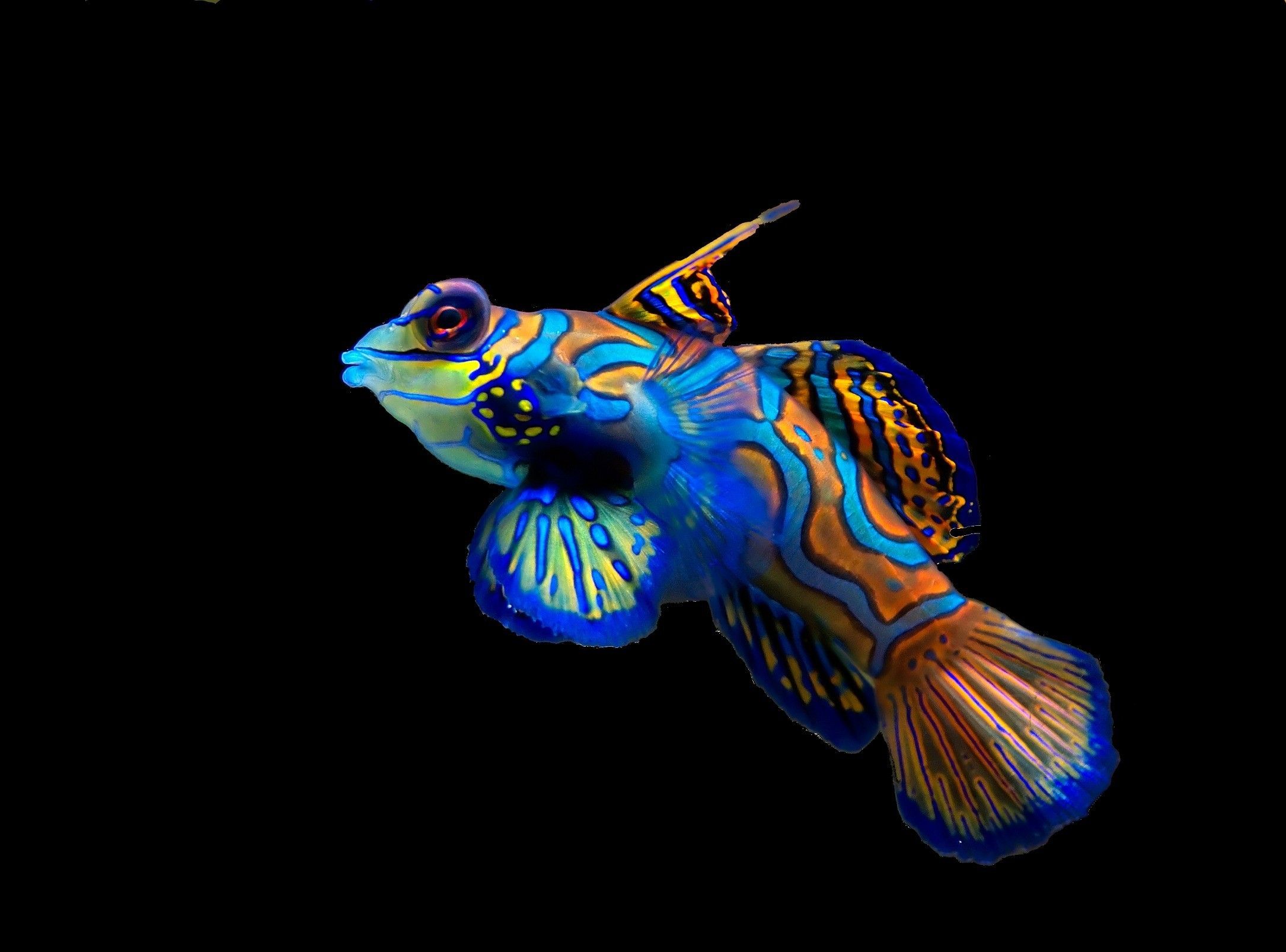 Themes HD Image Life Rainbow Fish
