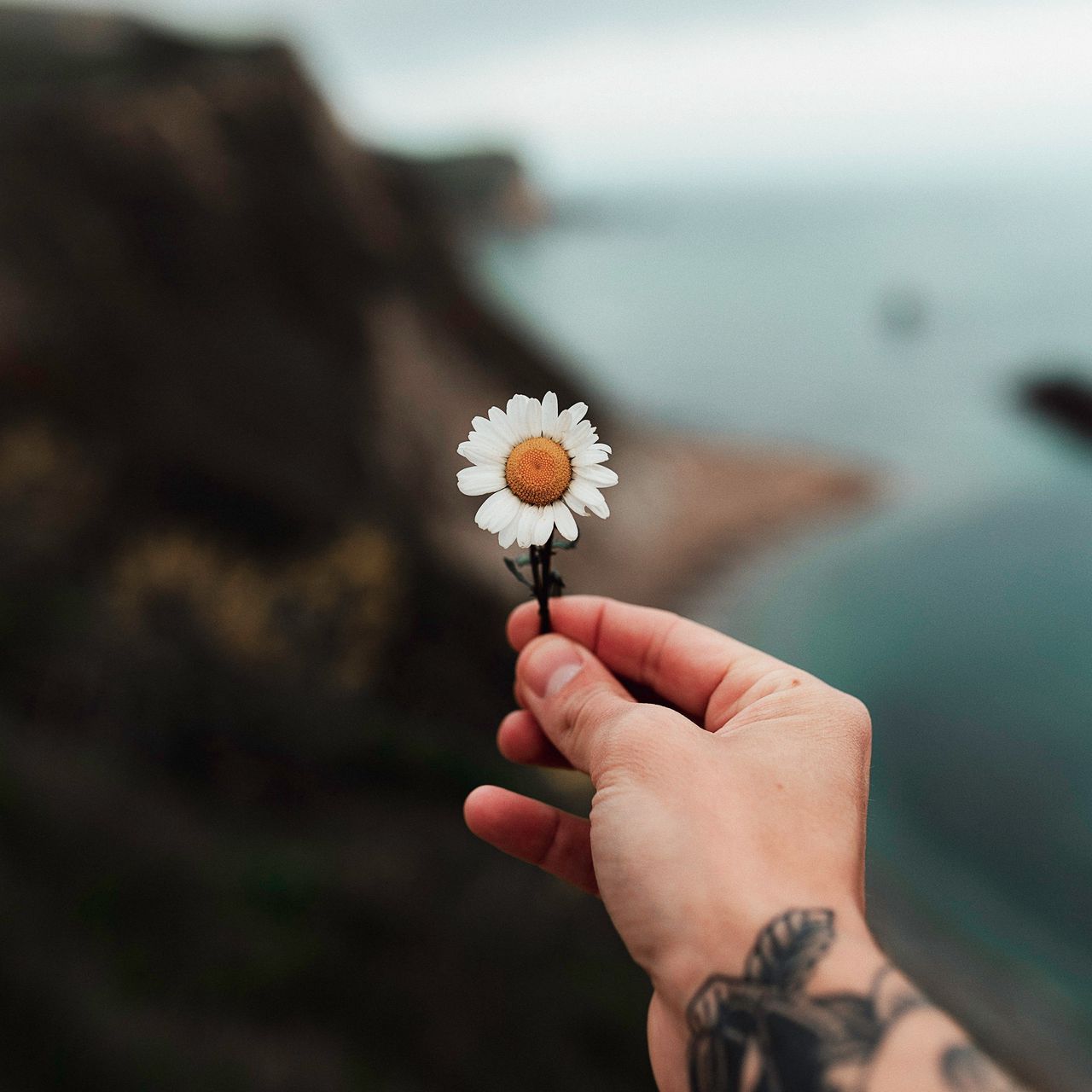 Download wallpaper 1280x1280 chamomile, hand, tattoo ipad, ipad 2, ipad mini for parallax HD background