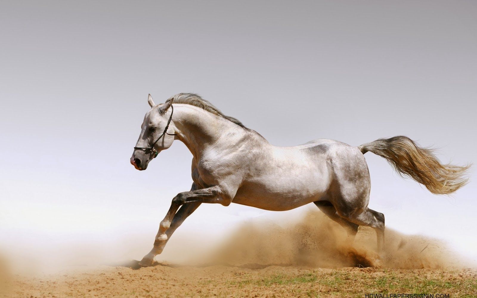 Energetic Horse HD wallpaper | Pxfuel