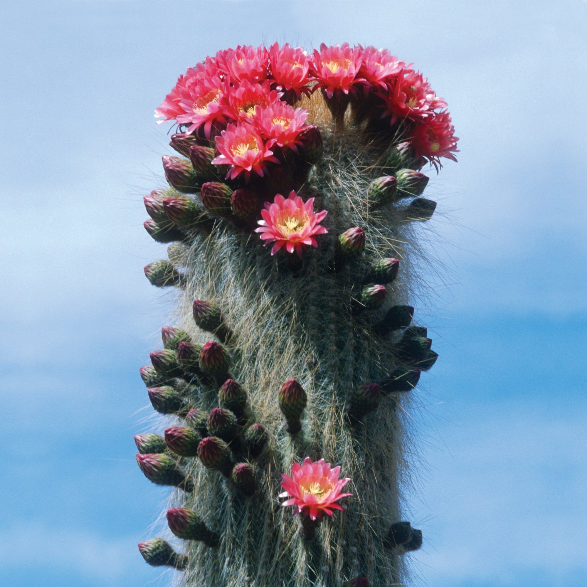 The Strange Wonders of Cactuses, the Plant of Our Times. The New Yorker