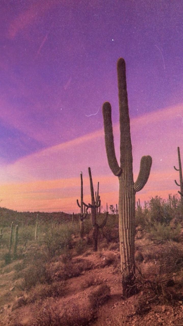 Aesthetic Cactus Profile Pic Wallpapers - Wallpaper Cave