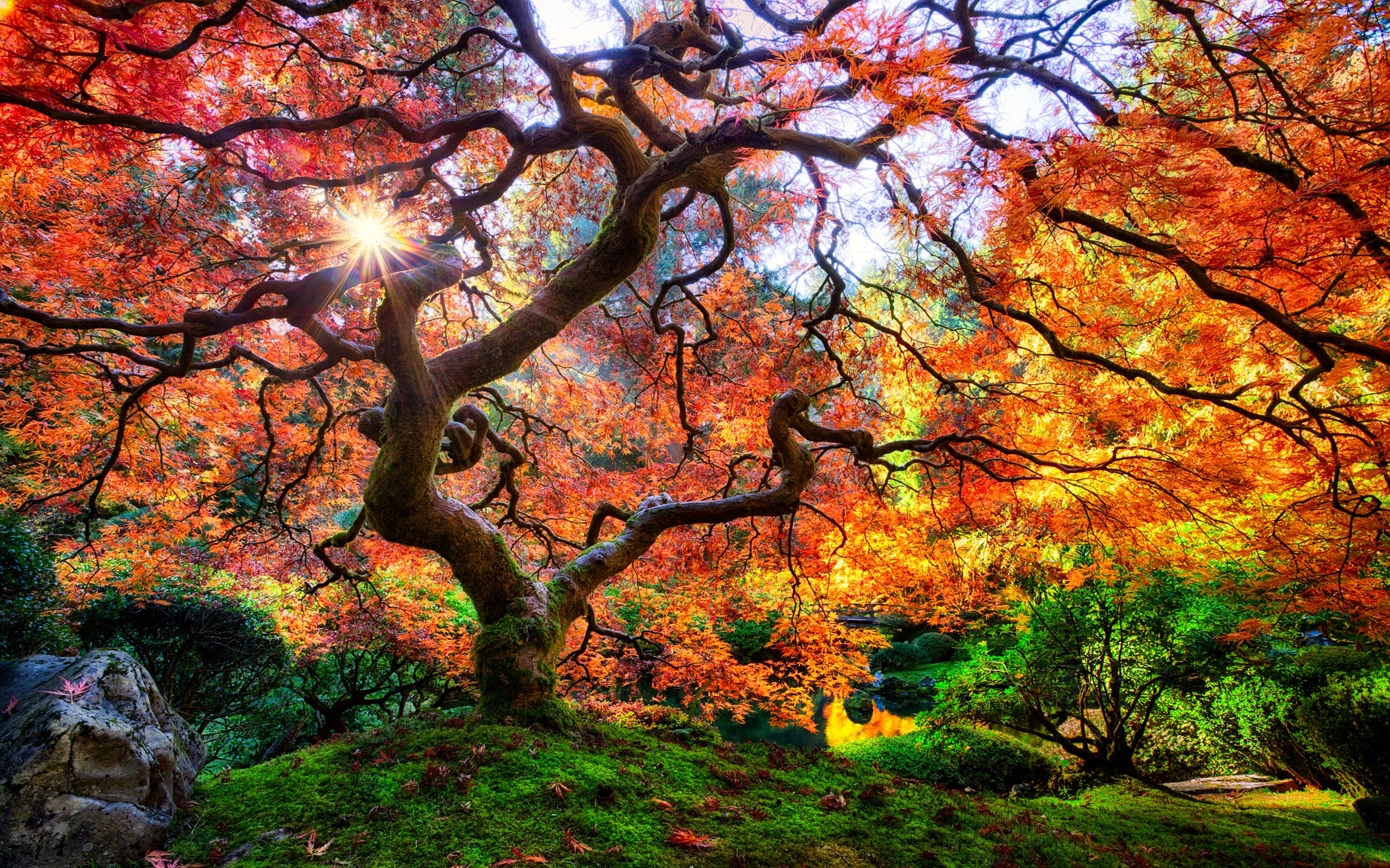 Красивая осень. Японский клен Орегон. Ветвистый клен в саду Вашингтонского парка. Мизунара японский дуб. Портленд Орегон природа.