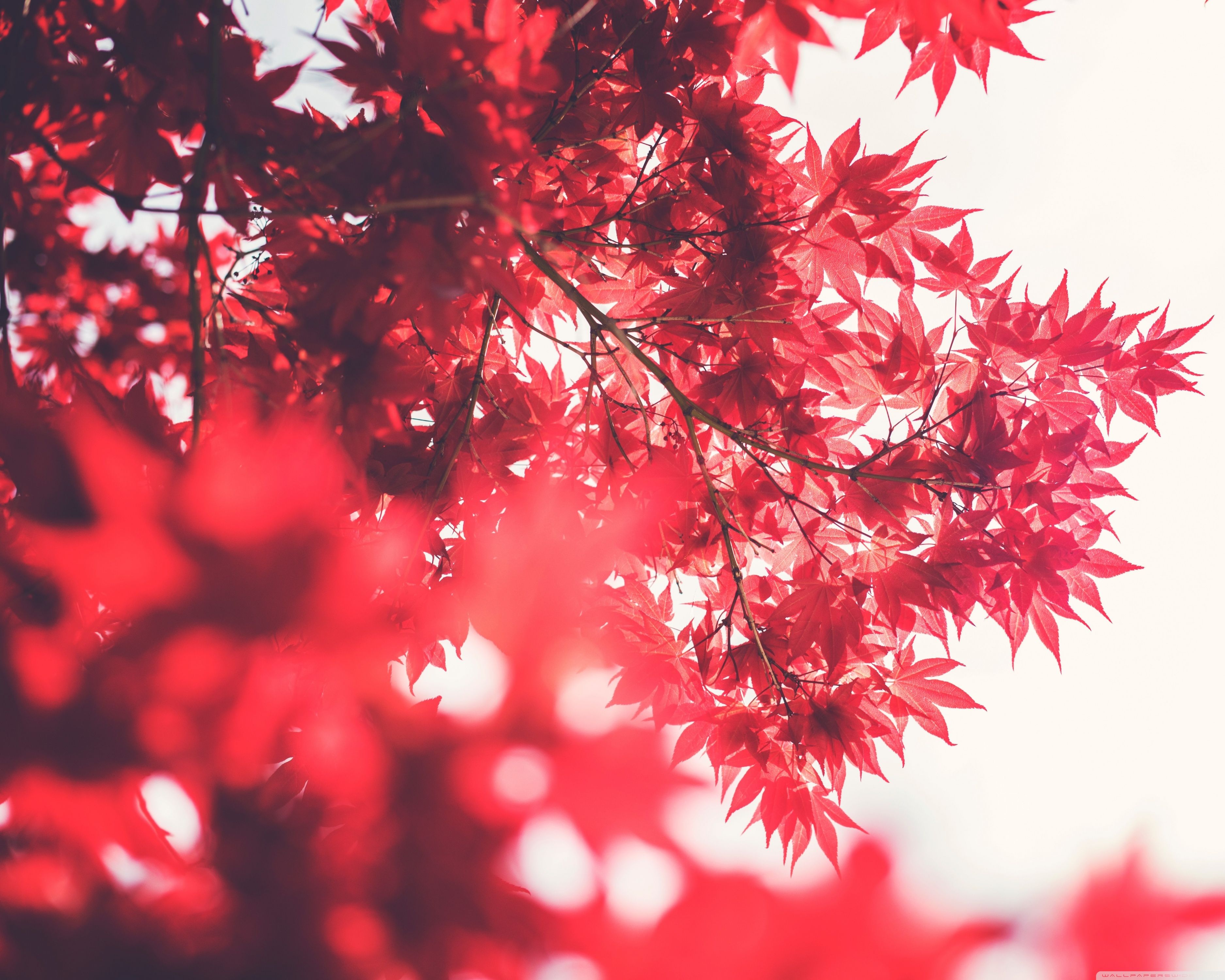 Maples Leaves Red Anime Beautiful Wallpapers - Wallpaper Cave