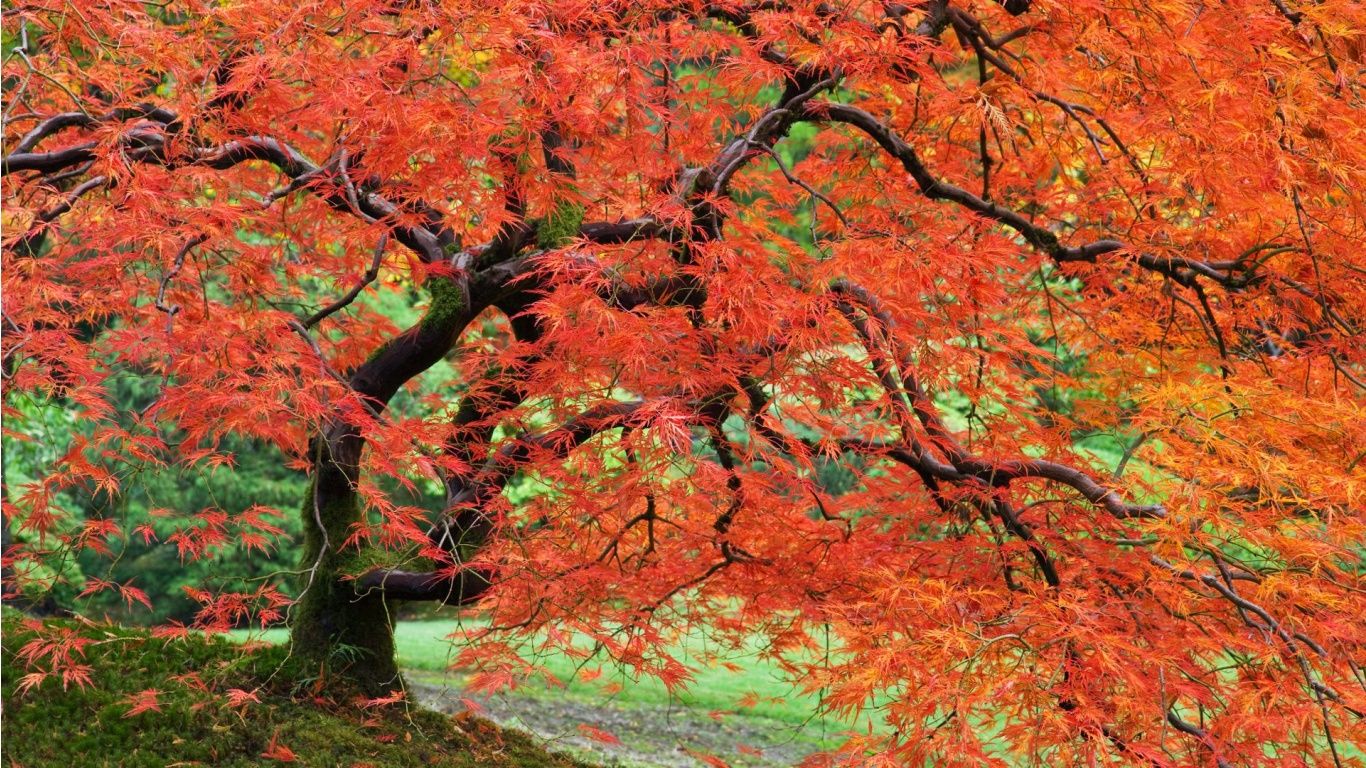 Free download Japanese Maple wallpaper [1366x768] for your Desktop, Mobile & Tablet. Explore Japanese Maple Wallpaper. Japanese Nature Wallpaper
