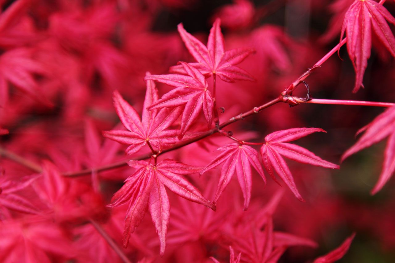 Japanese Maple Free Domain Picture