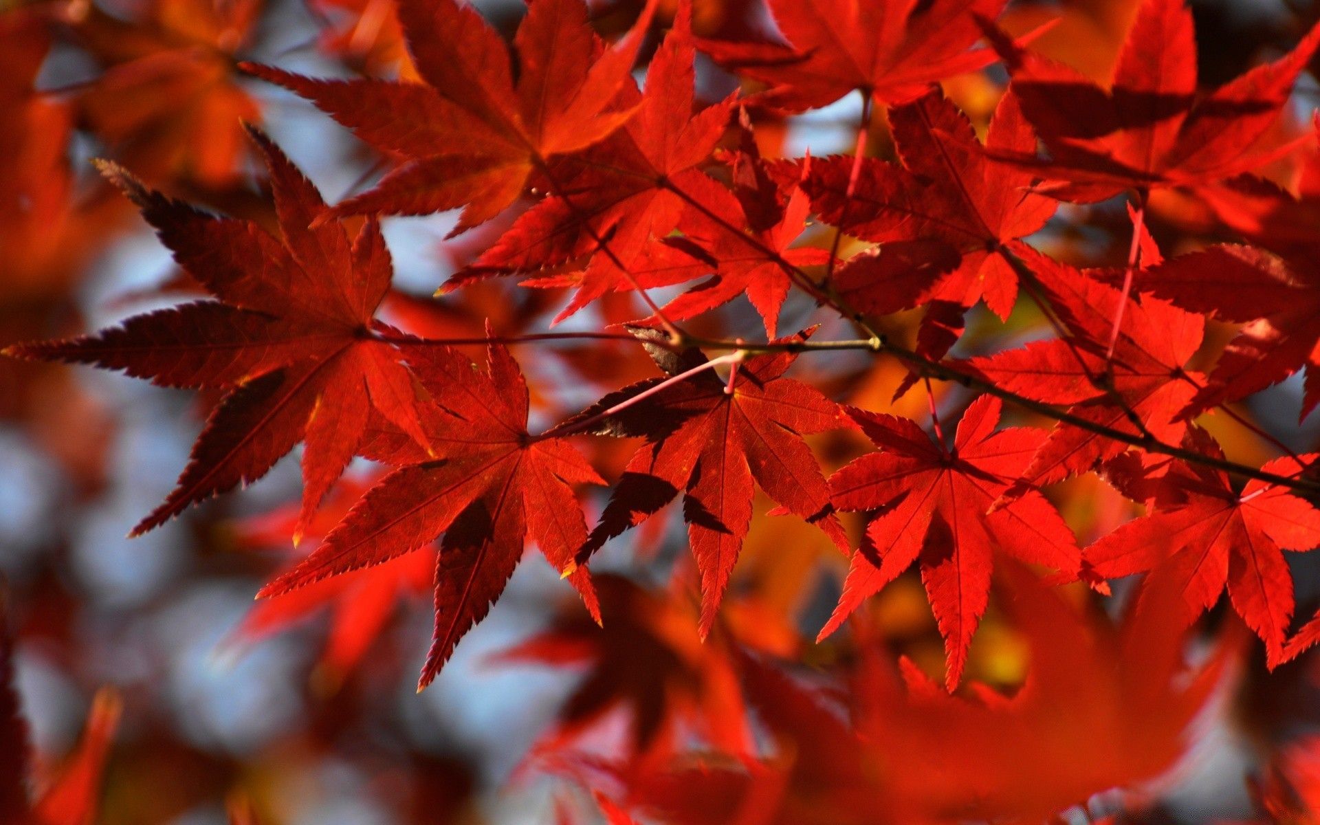 Red Japanese Maple Leaves