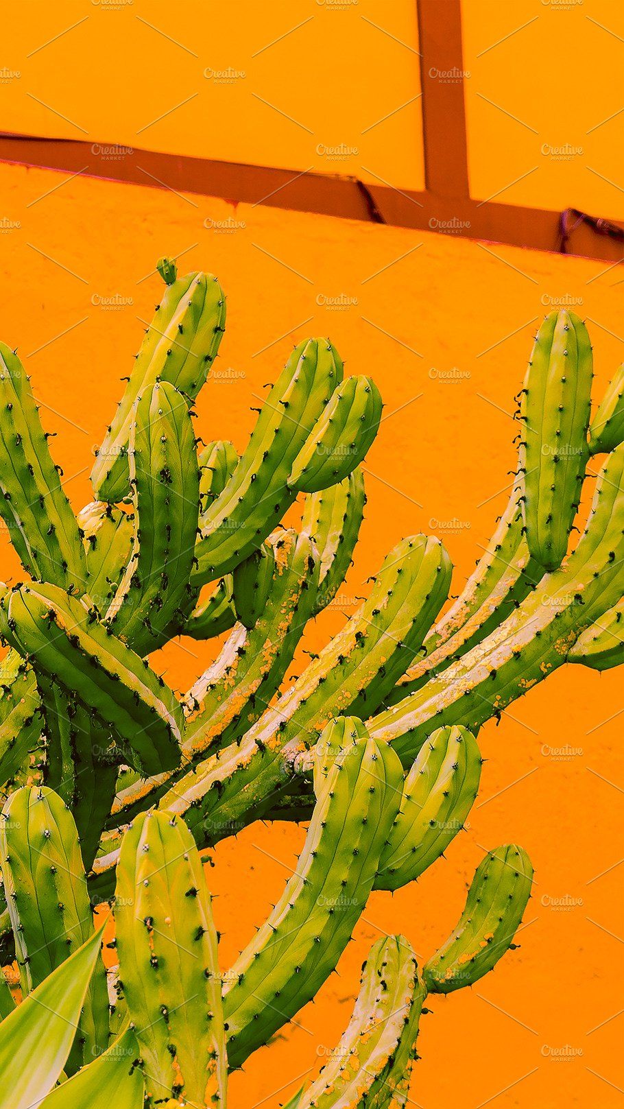 Aesthetic Cactus Profile Pic Wallpapers - Wallpaper Cave