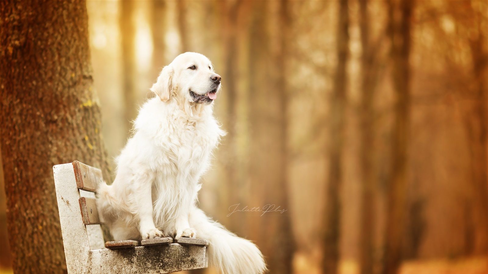 Wallpaper Dog sit on bench, autumn, trees 3840x2160 UHD 4K Picture, Image
