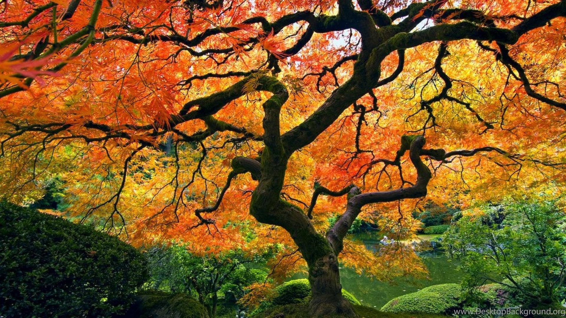 Japanese Maple Nature HD Wallpaper Desktop Background