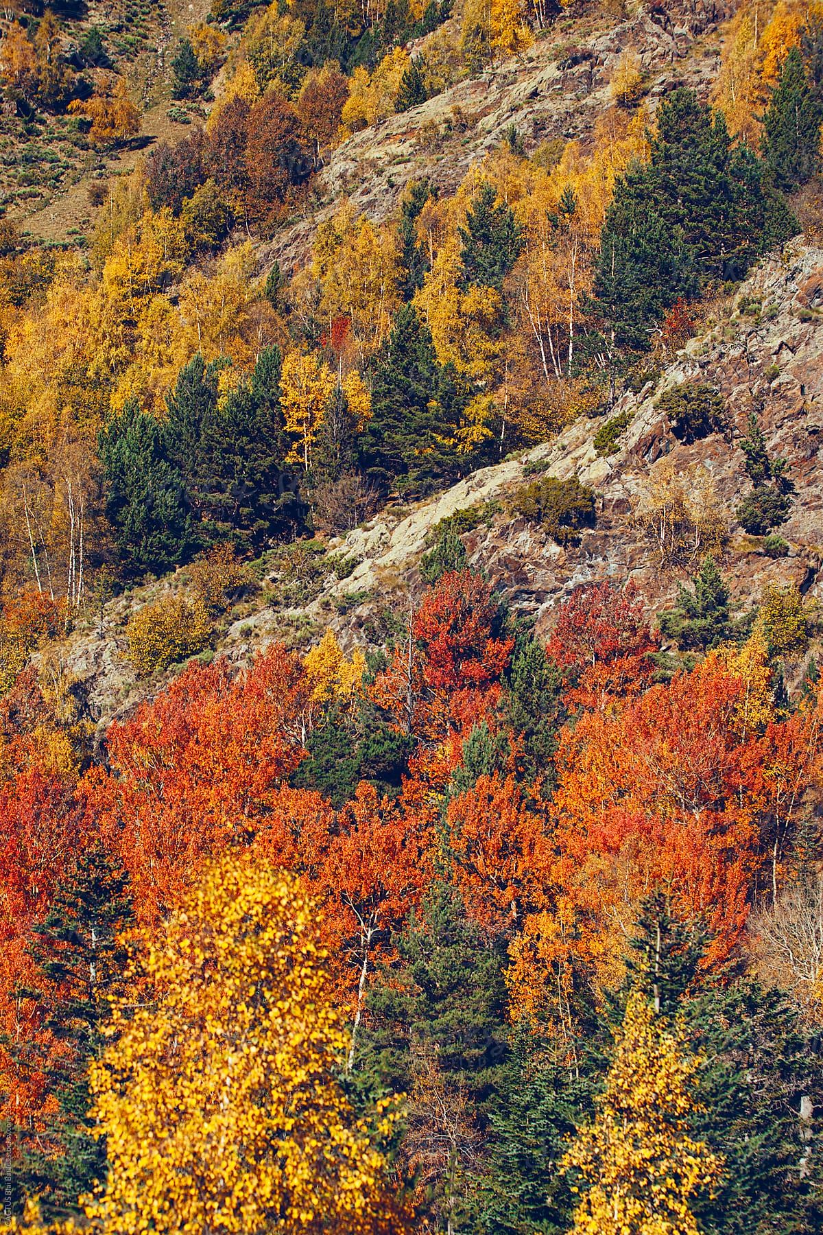 Pyrenees fall landscape by CACTUS Creative Studio