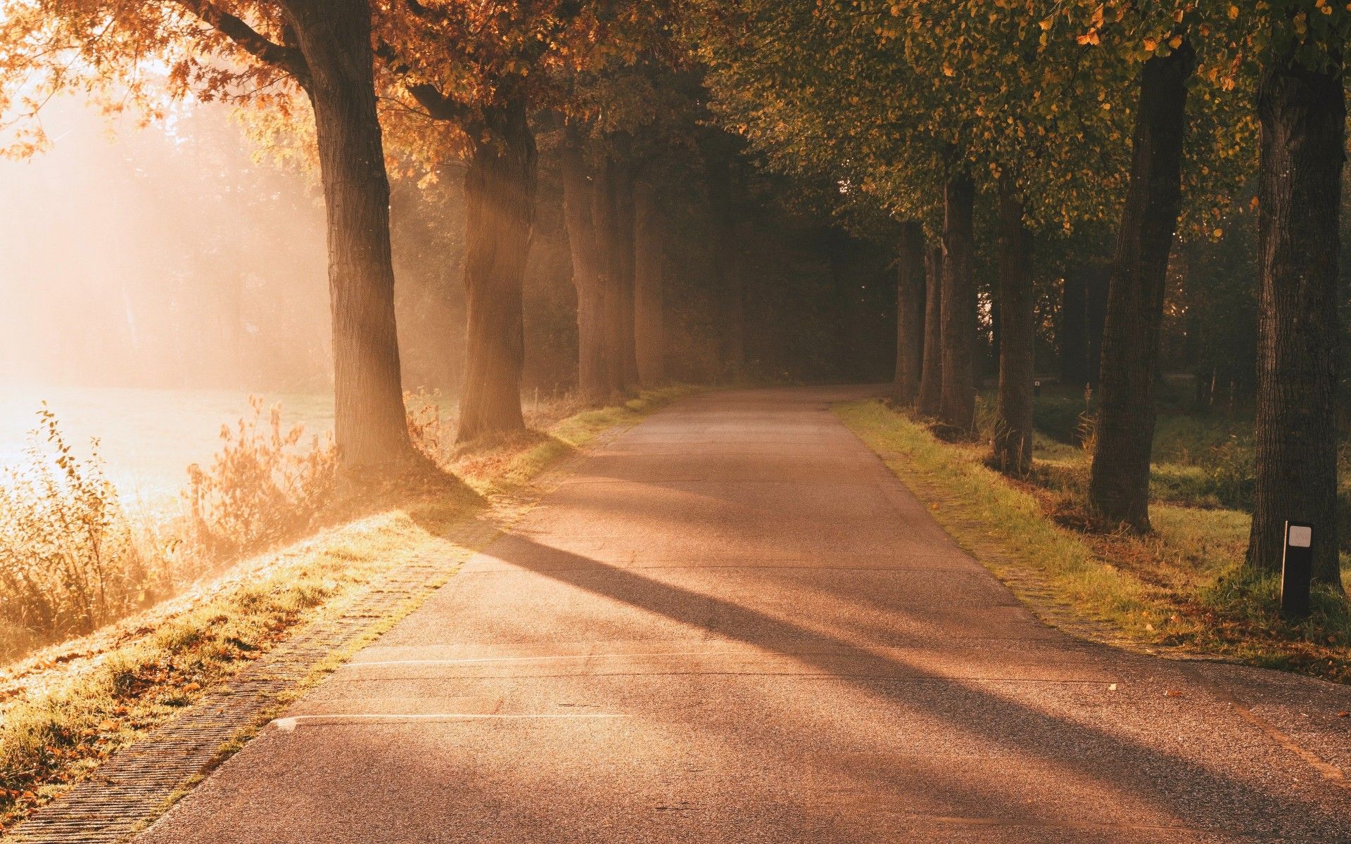 Autumn 4K Wallpaper, Sunlight, Sun rays, Foggy, Morning, Road, Sunrise, Trees, Nature