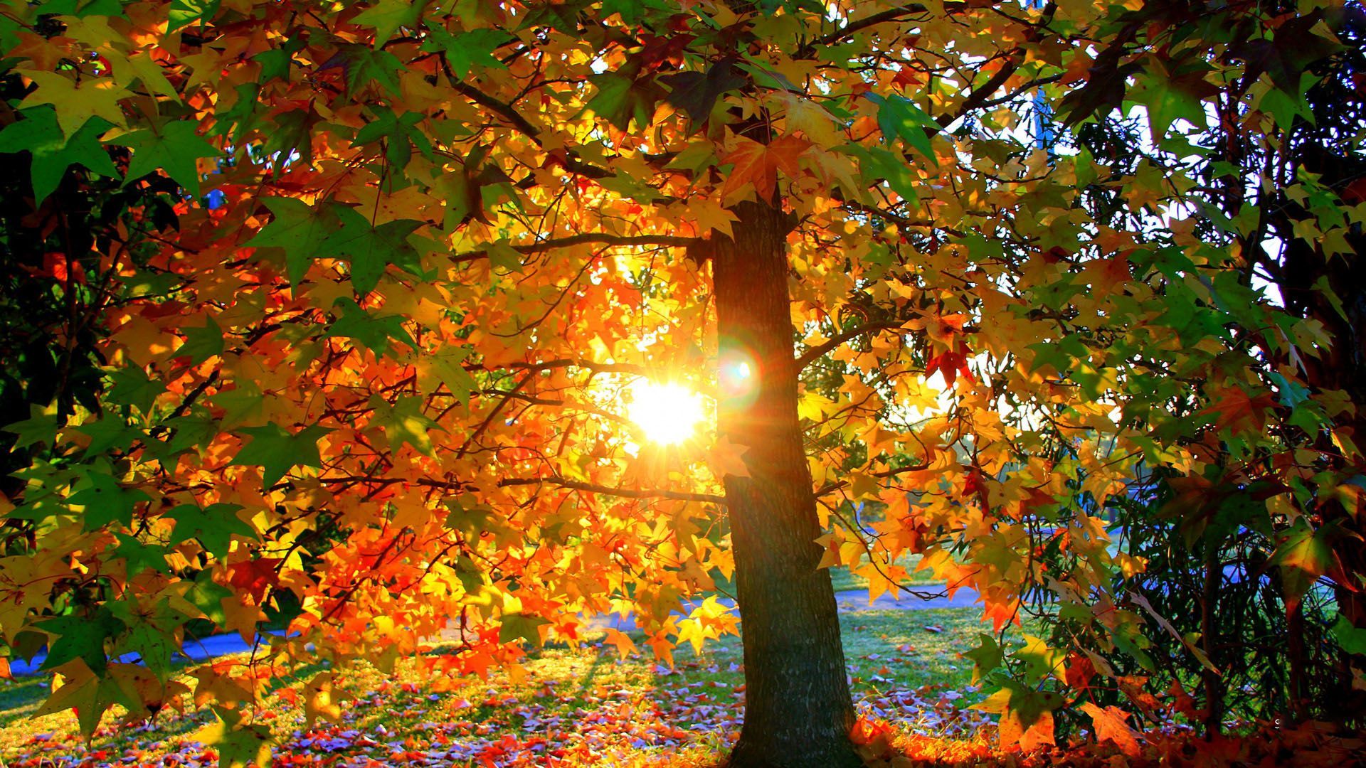 Autumn Sunrise Wallpapers - Wallpaper Cave