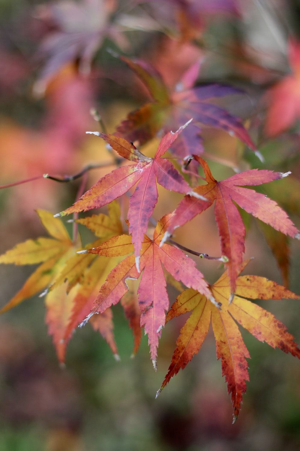Japanese Maple Picture. Download Free Image