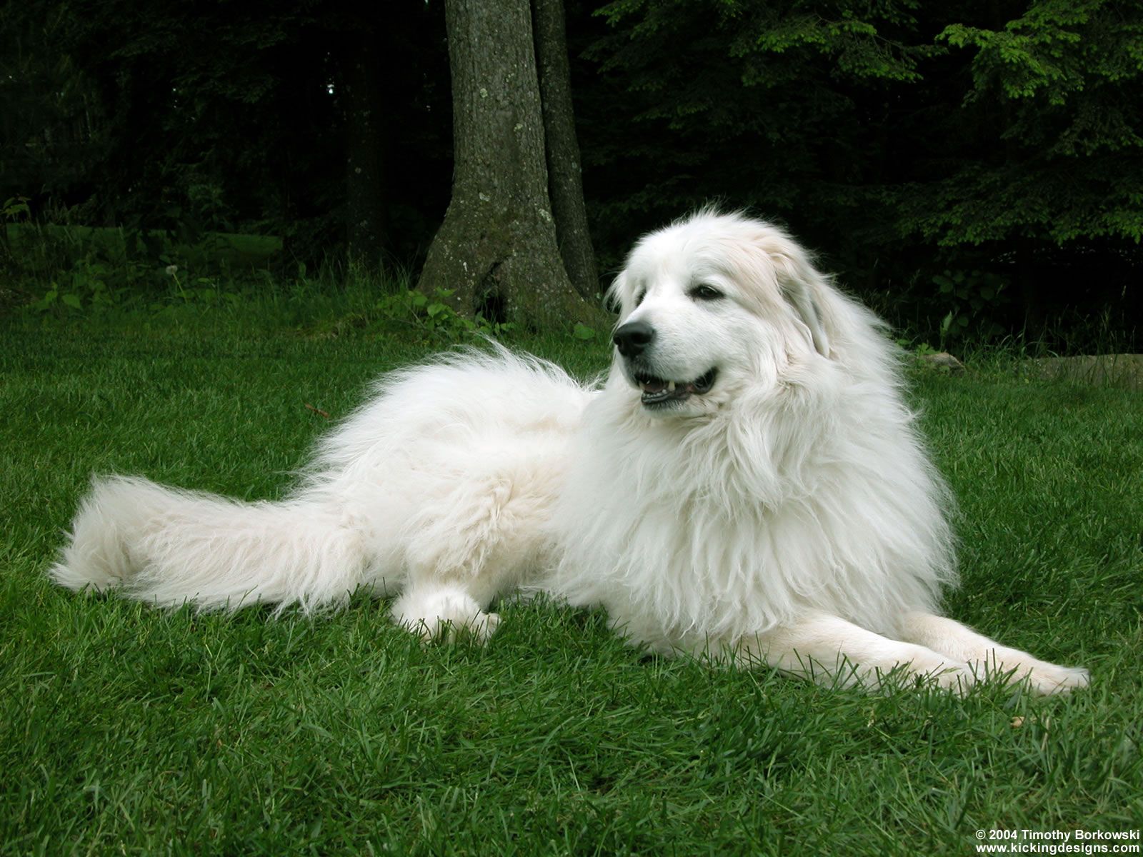 Great Pyrenees Wallpaper Free Great Pyrenees Background