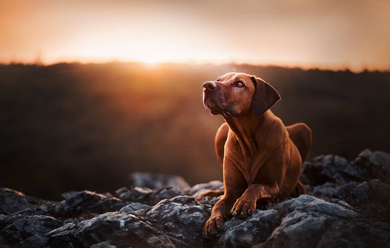 Wallpaper sunset, stones, portrait, dog, Rhodesian Ridgeback image for desktop, section собаки