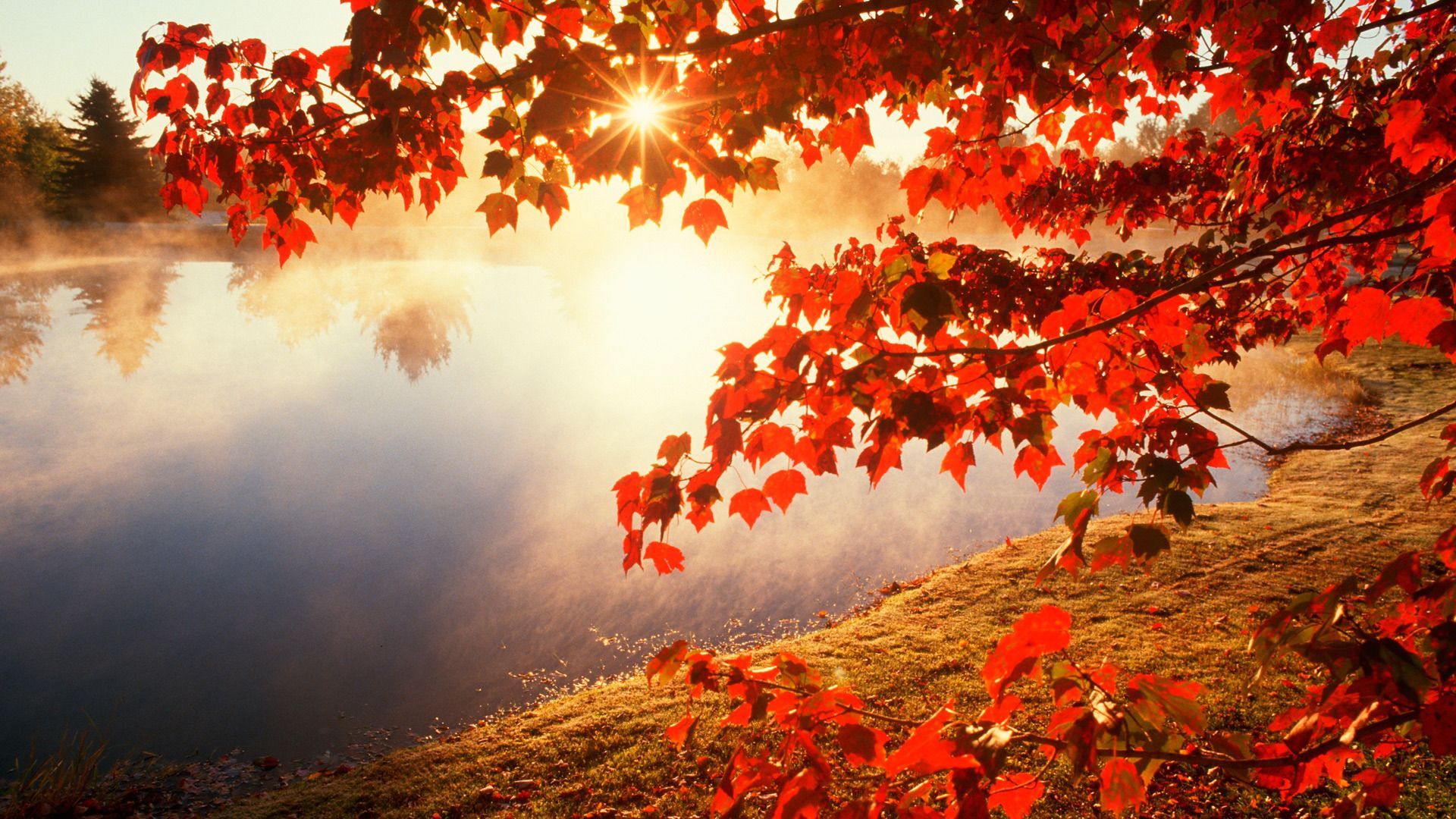 Autumn scenes. Autumn leaves wallpaper, Foggy lake, Autumn wallpaper