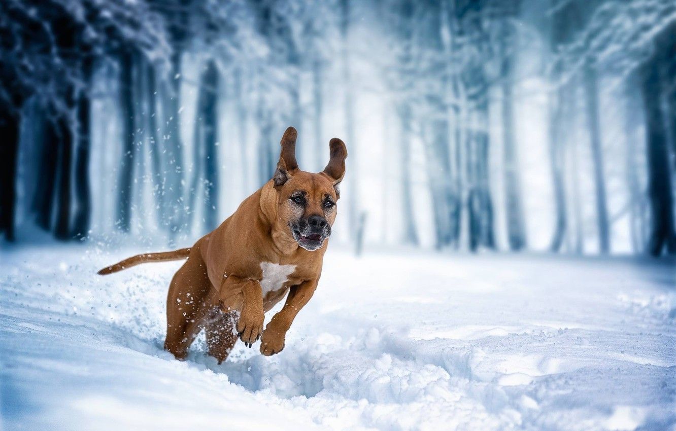 Wallpaper winter, snow, dog, running, walk, Rhodesian Ridgeback image for desktop, section собаки