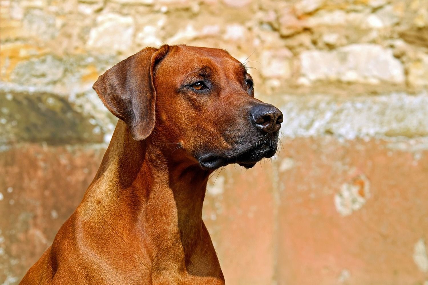 Photo Wallpaper Watchful Rhodesian Ridgeback