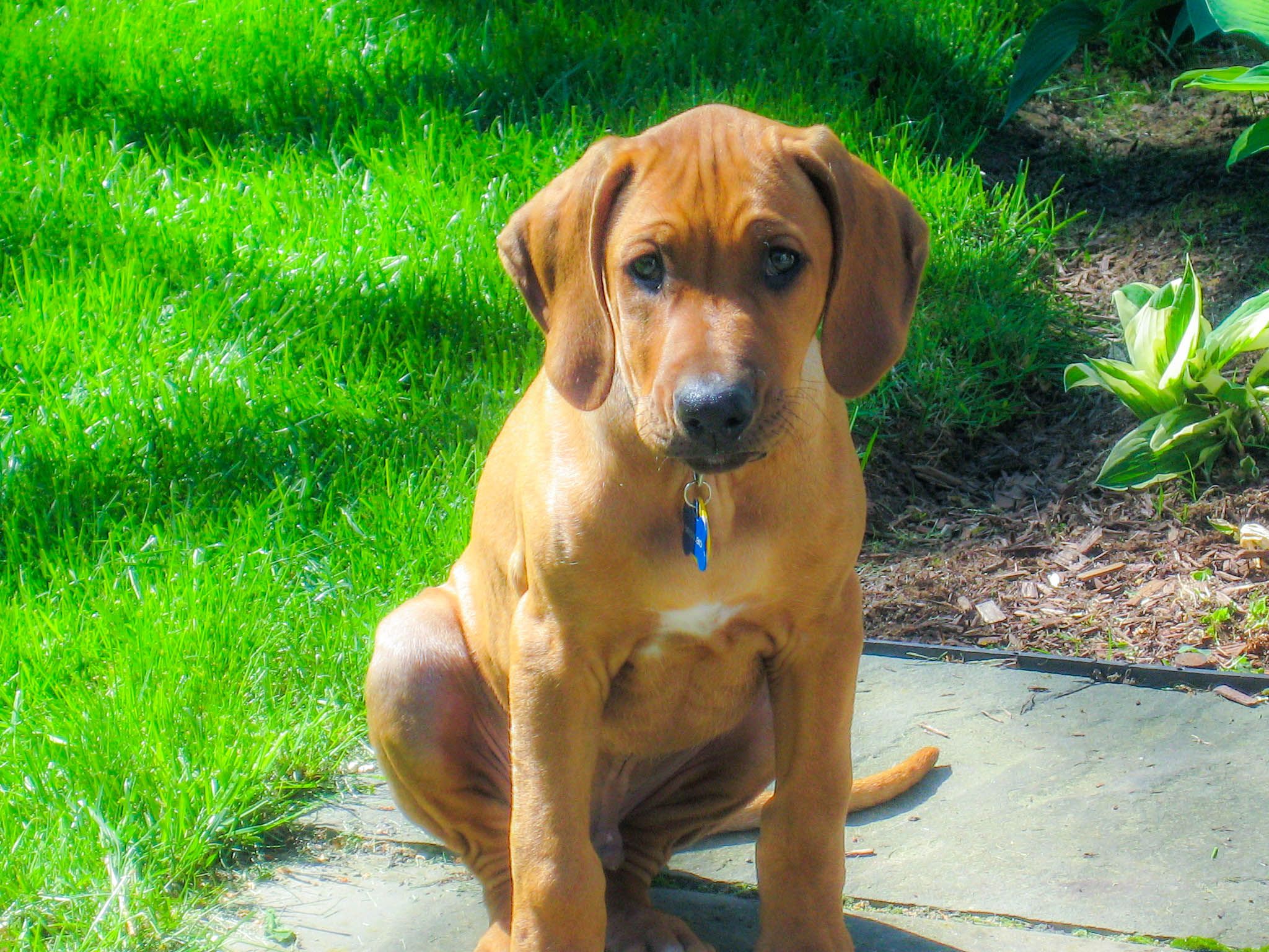 Rhodesian Ridgeback wallpaperx1536