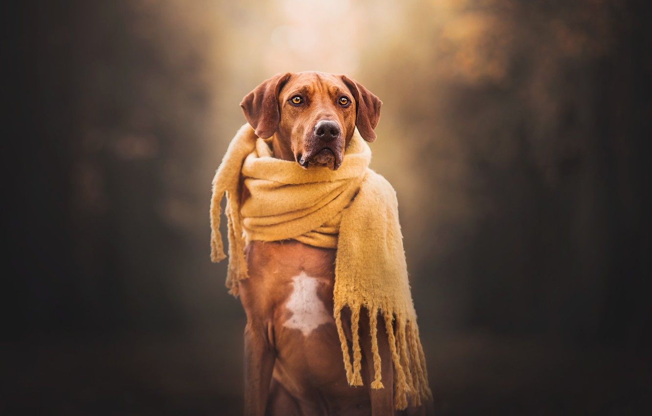 Wallpaper background, dog, scarf, Rhodesian Ridgeback image for desktop, section собаки
