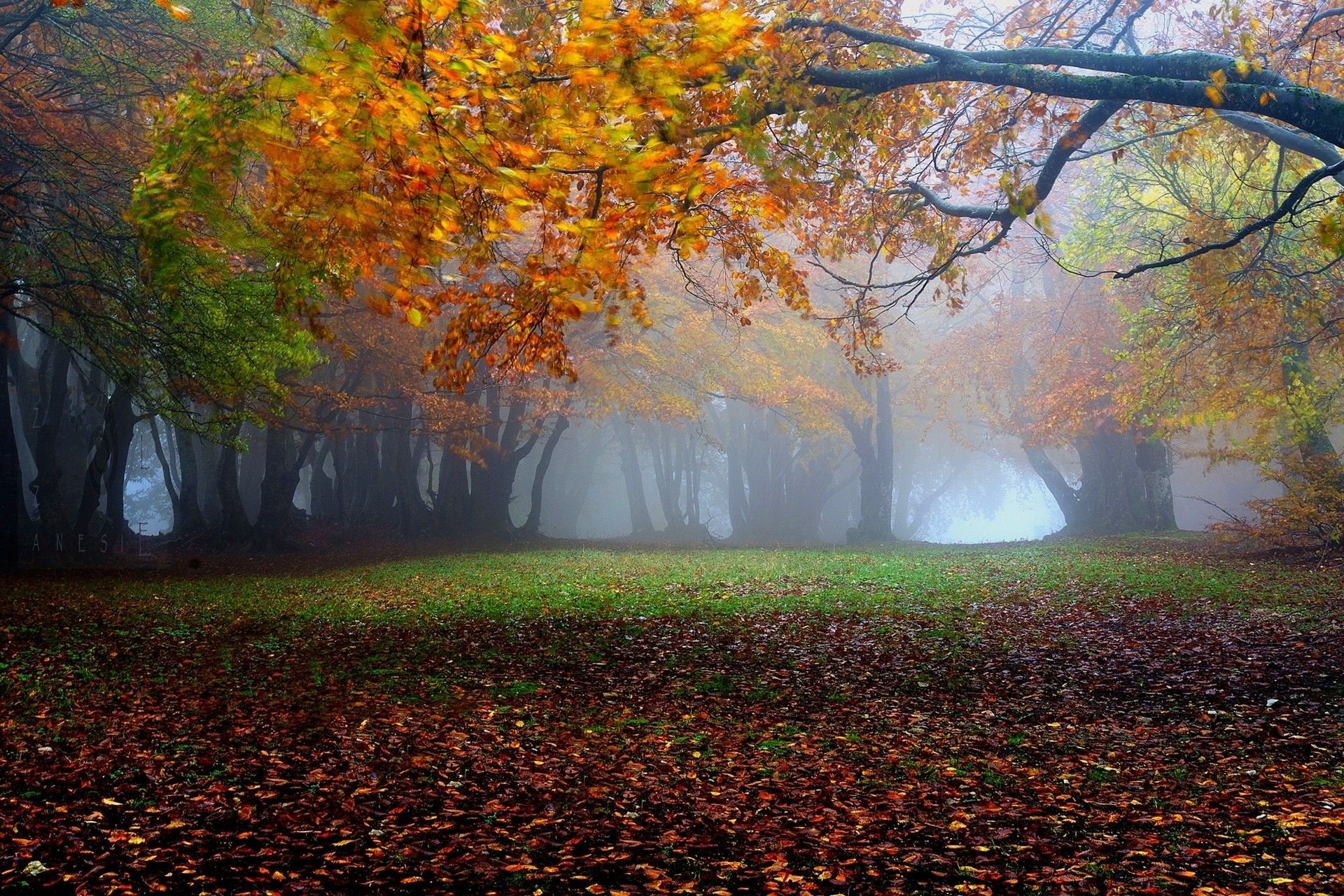 #leaves, #trees, #fall, #park, #mist, #landscape, #grass, #nature, #morning wallpaper. Mocah.org HD Desktop Wallpaper