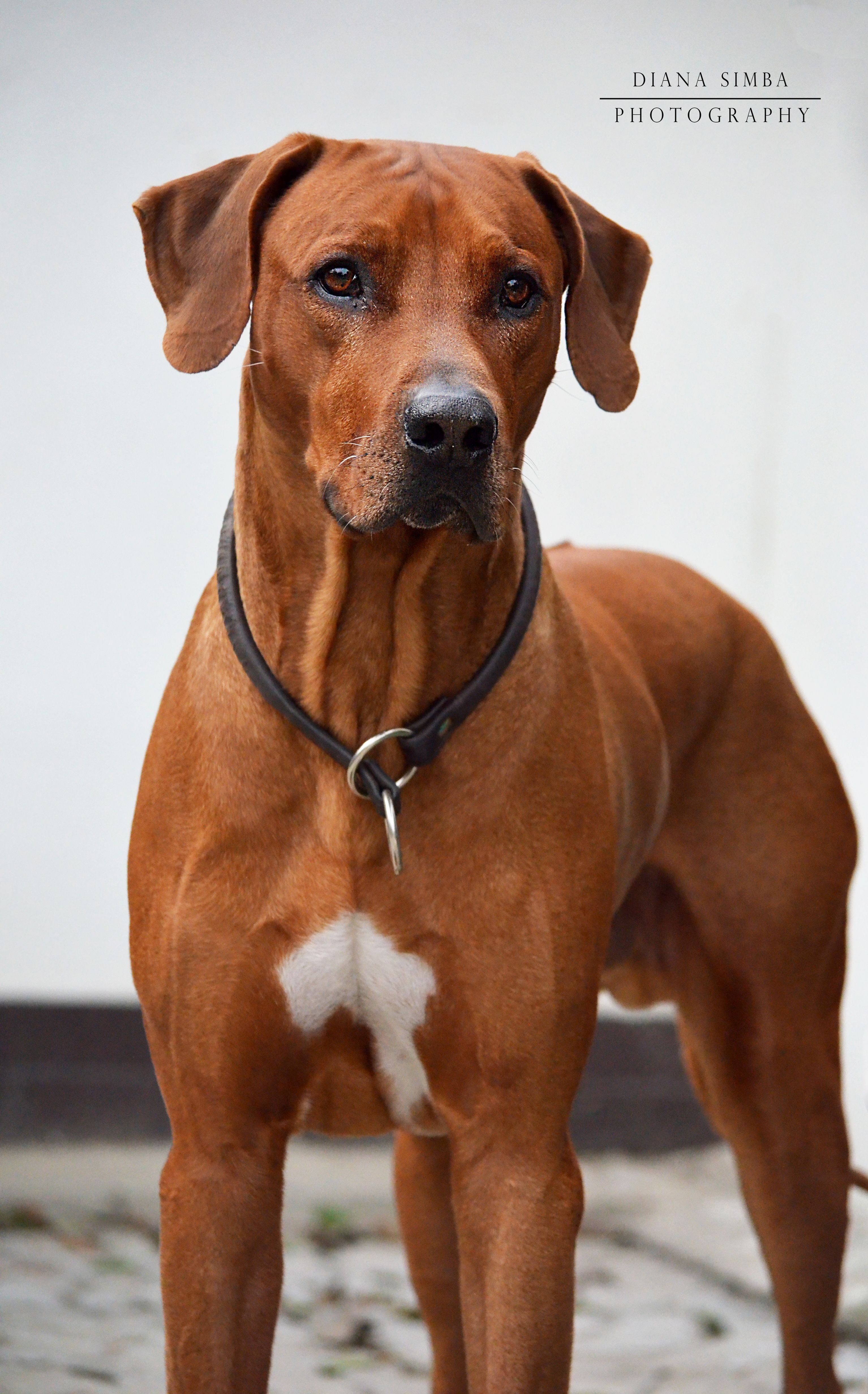 Rhodesian Ridgeback. Rhodesian ridgeback dog, Dog breeds, Puppies