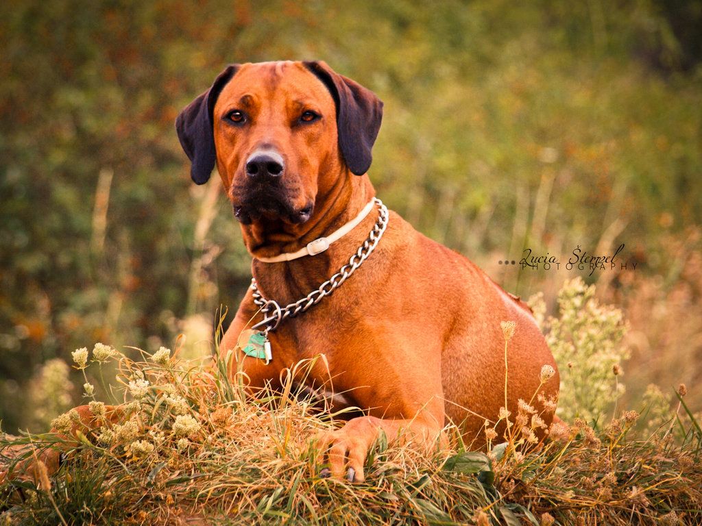 Rhodesian Ridgeback Wallpaper. Rhodesian Ridgeback Wallpaper, Rhodesian Ridgeback Lazy Wallpaper and Rhodesian Ridgeback Wallpaper Chris