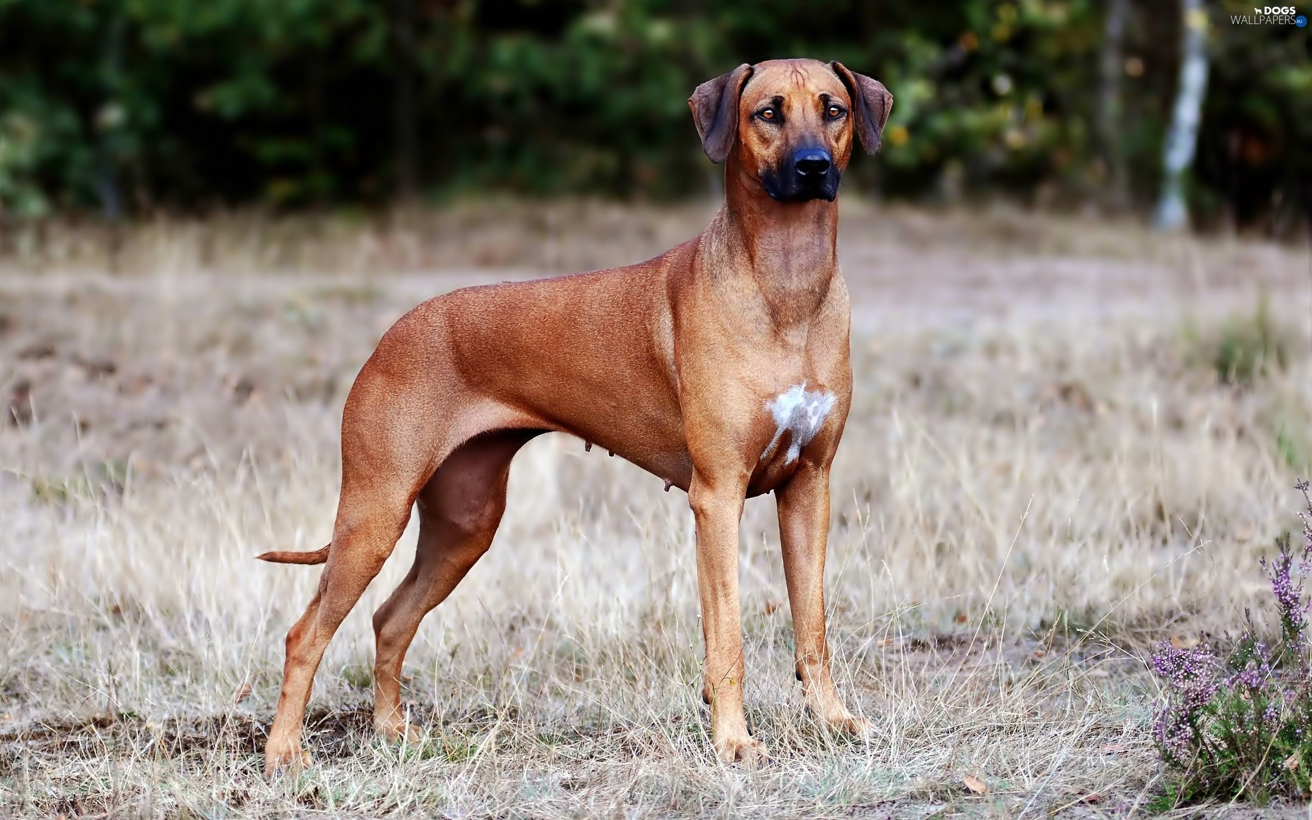 grass, blur, Rhodesian ridgeback. Hound dog, D is for dog, Dogs