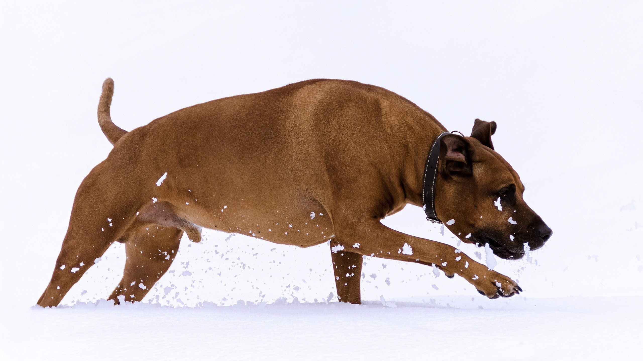 rhodesian, Ridgeback, Running, Snow HD Wallpaper / Desktop and Mobile Image & Photo