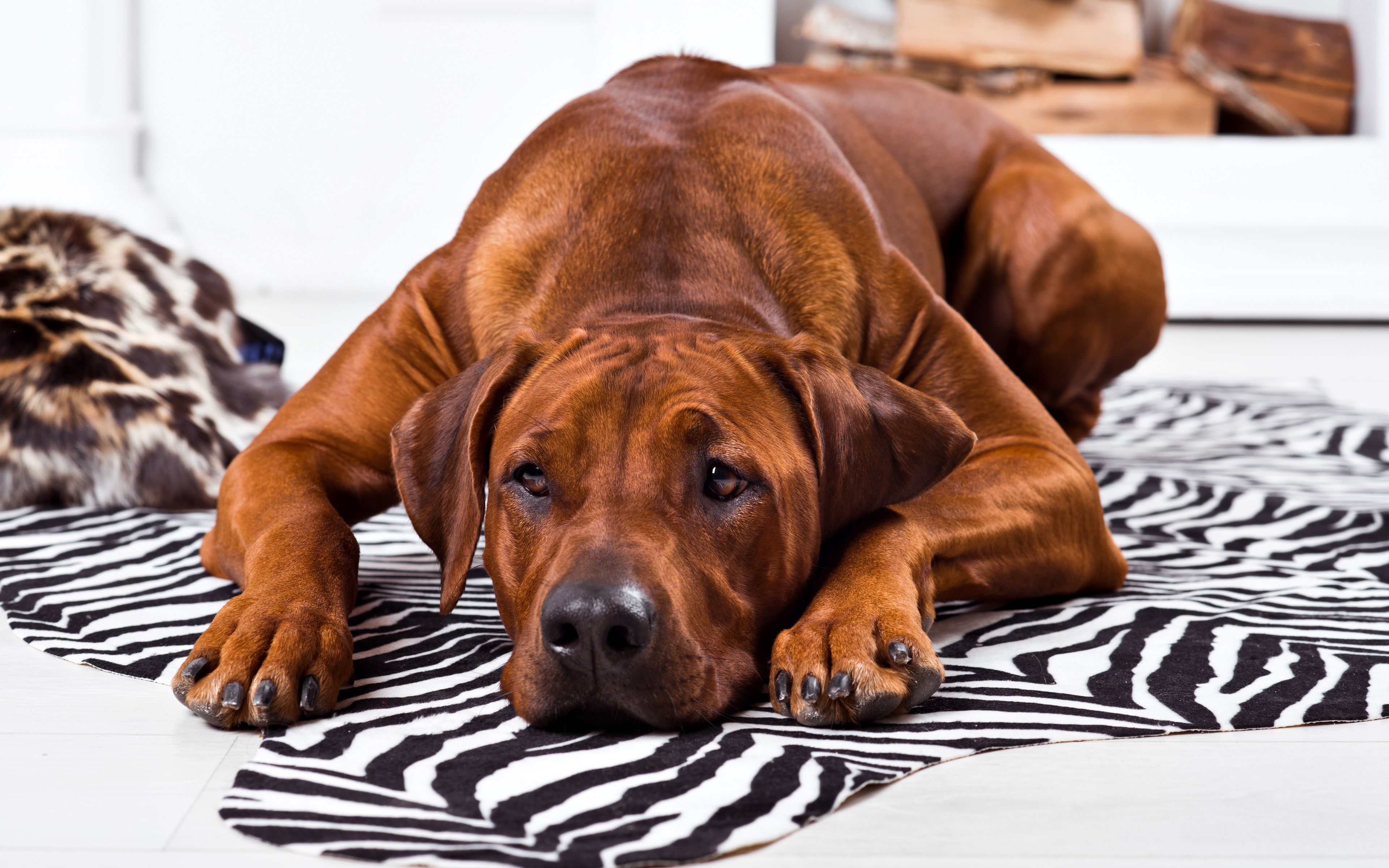 Rhodesian Ridgeback Wallpapers - Wallpaper Cave