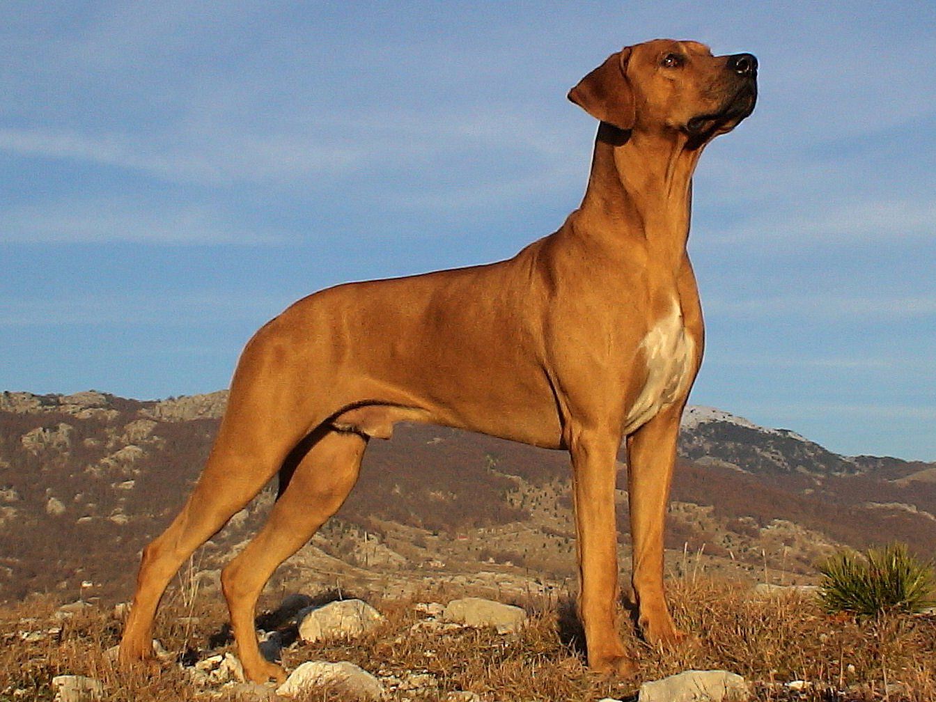 Big dogs, amazing photo quality. Graceful, elegant dog breed Rhodesian Ridgeback