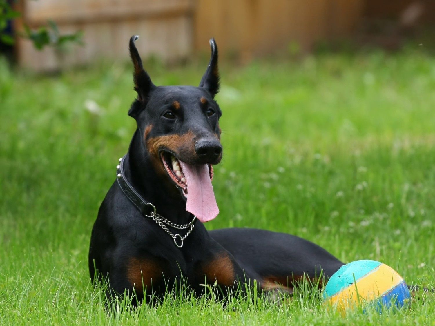 Doberman Pinscher. Doberman pinscher puppy, Doberman dogs, Doberman pinscher dog