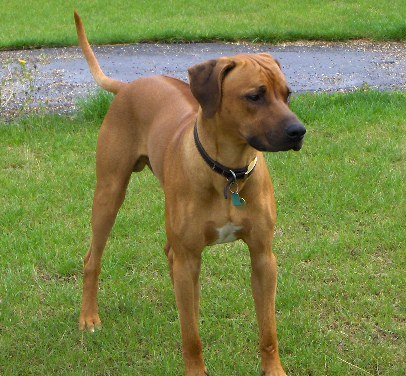 Rhodesian Ridgeback dog on the grass photo and wallpaper. Beautiful Rhodesian Ridgeback dog on the grass picture