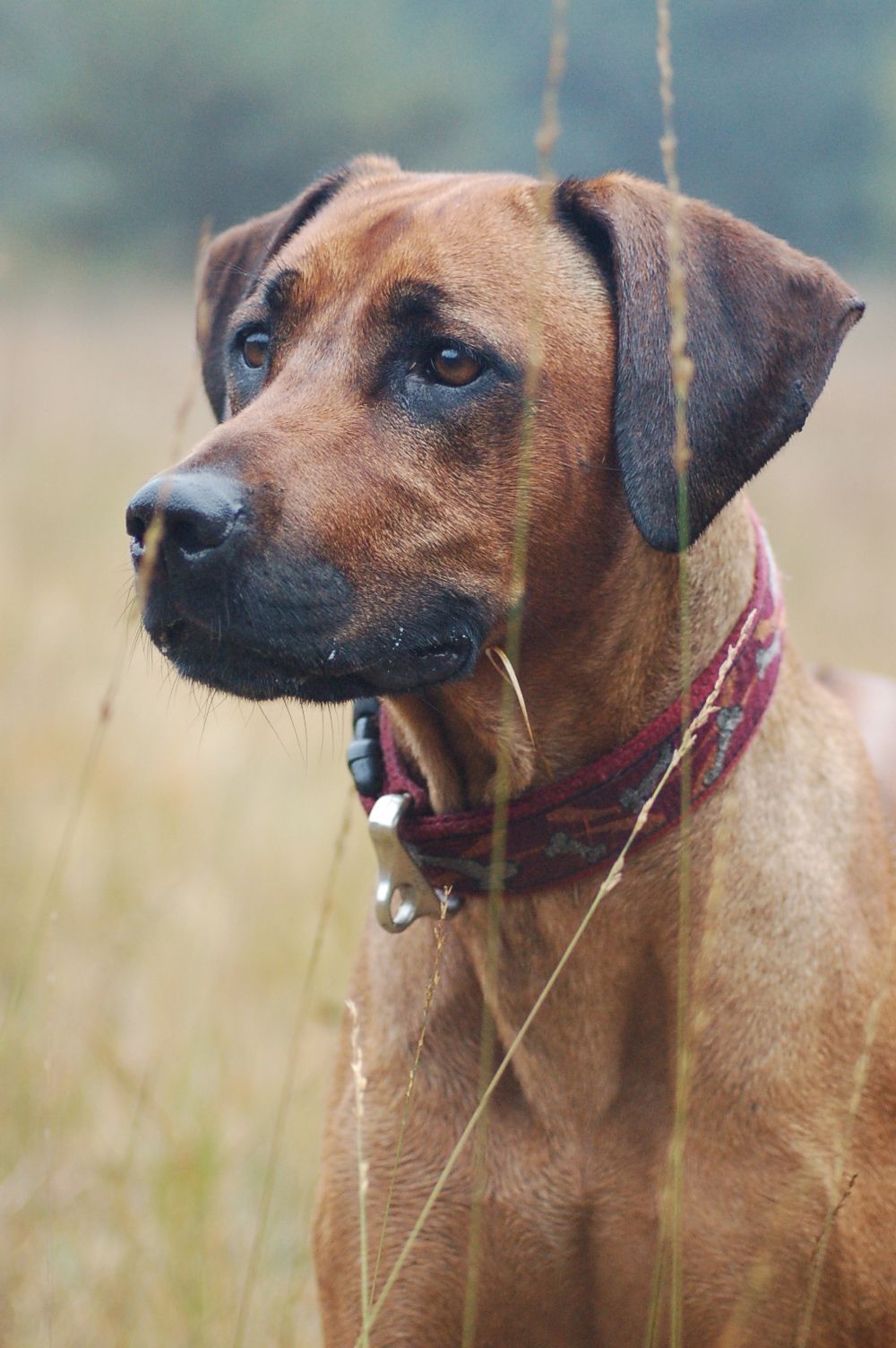 Rhodesian Ridgeback