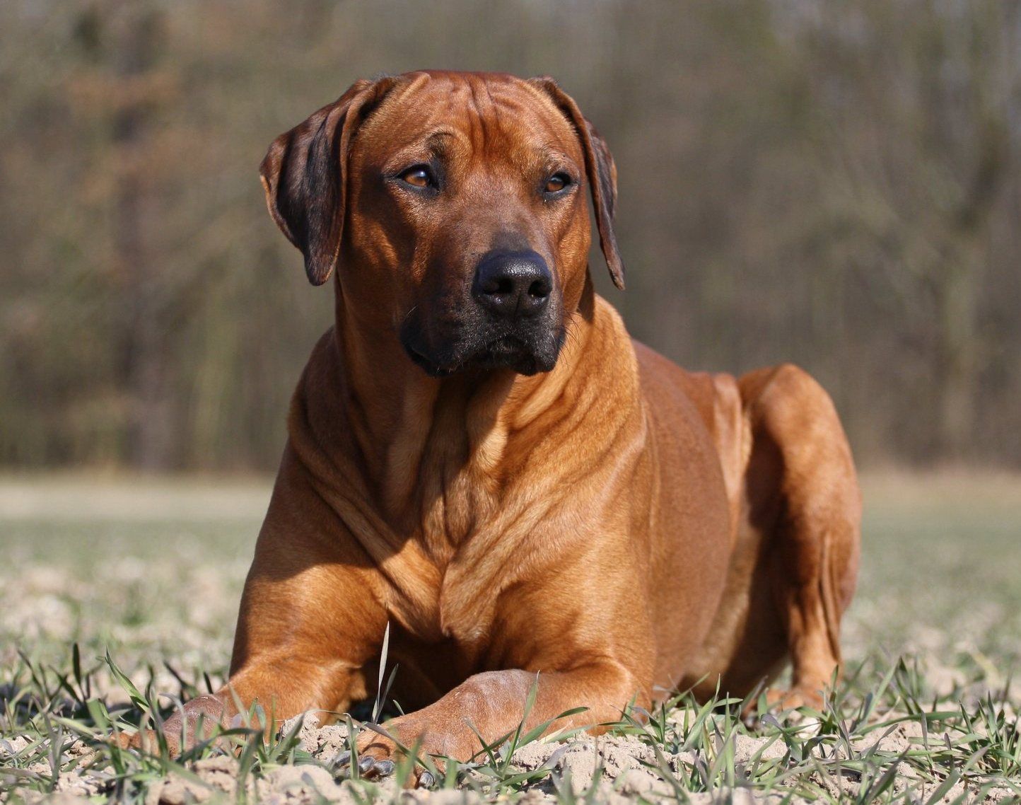 Rhodesian Ridgeback Wallpapers - Wallpaper Cave