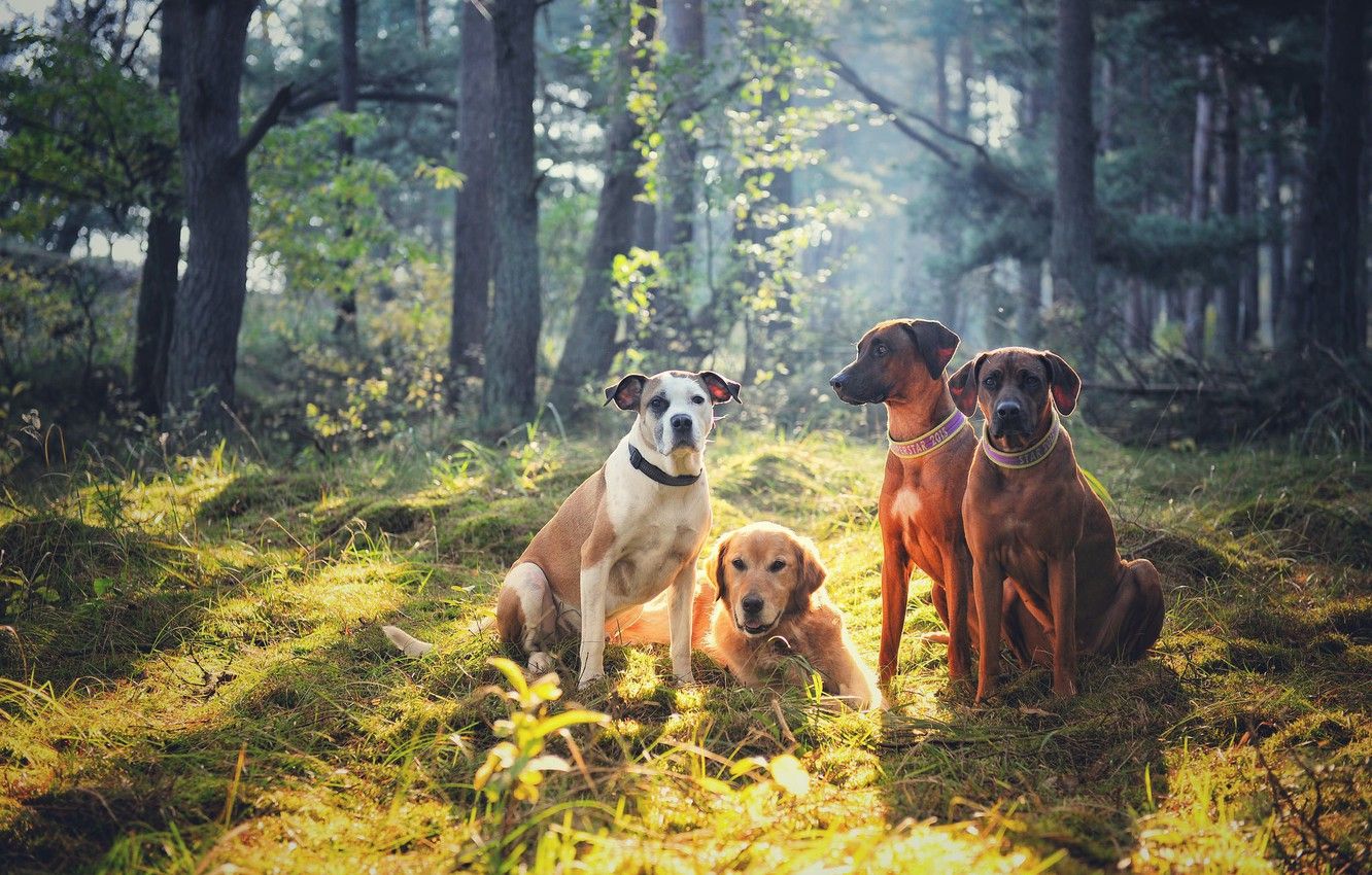 Wallpaper forest, dogs, company, friends, Quartet, Golden Retriever, Rhodesian Ridgeback image for desktop, section собаки