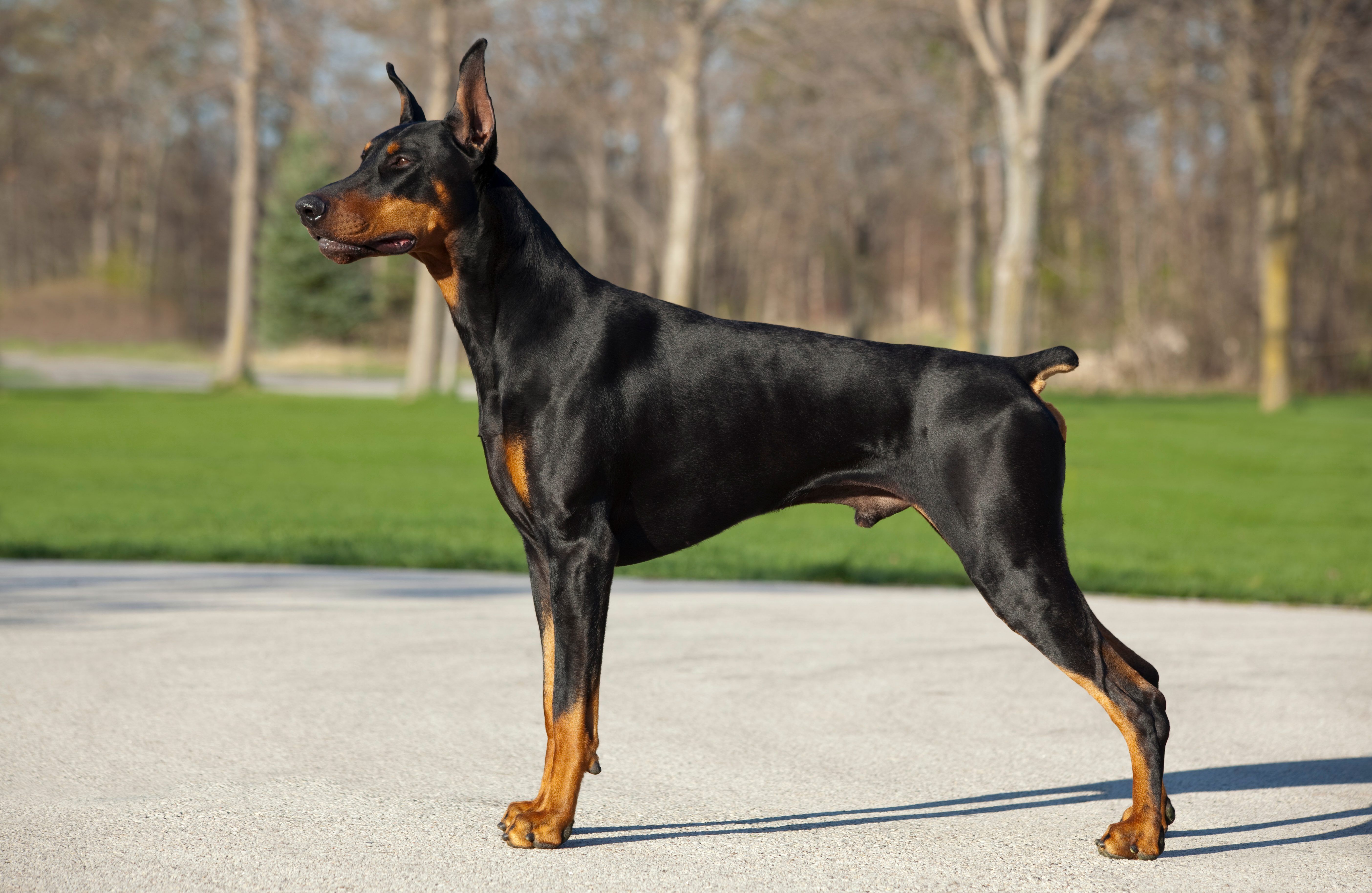The Best Guard Dog Breeds for Protection. Reader's Digest