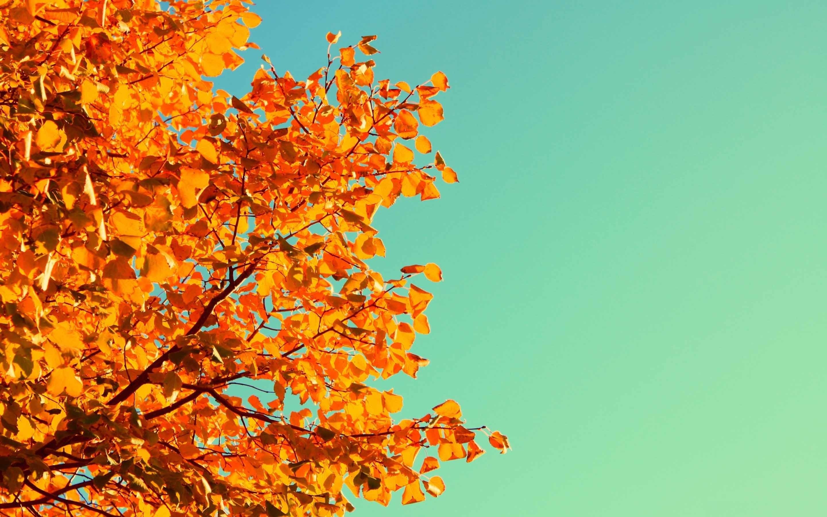 Fall desktop wallpaperDownload free awesome High Resolution