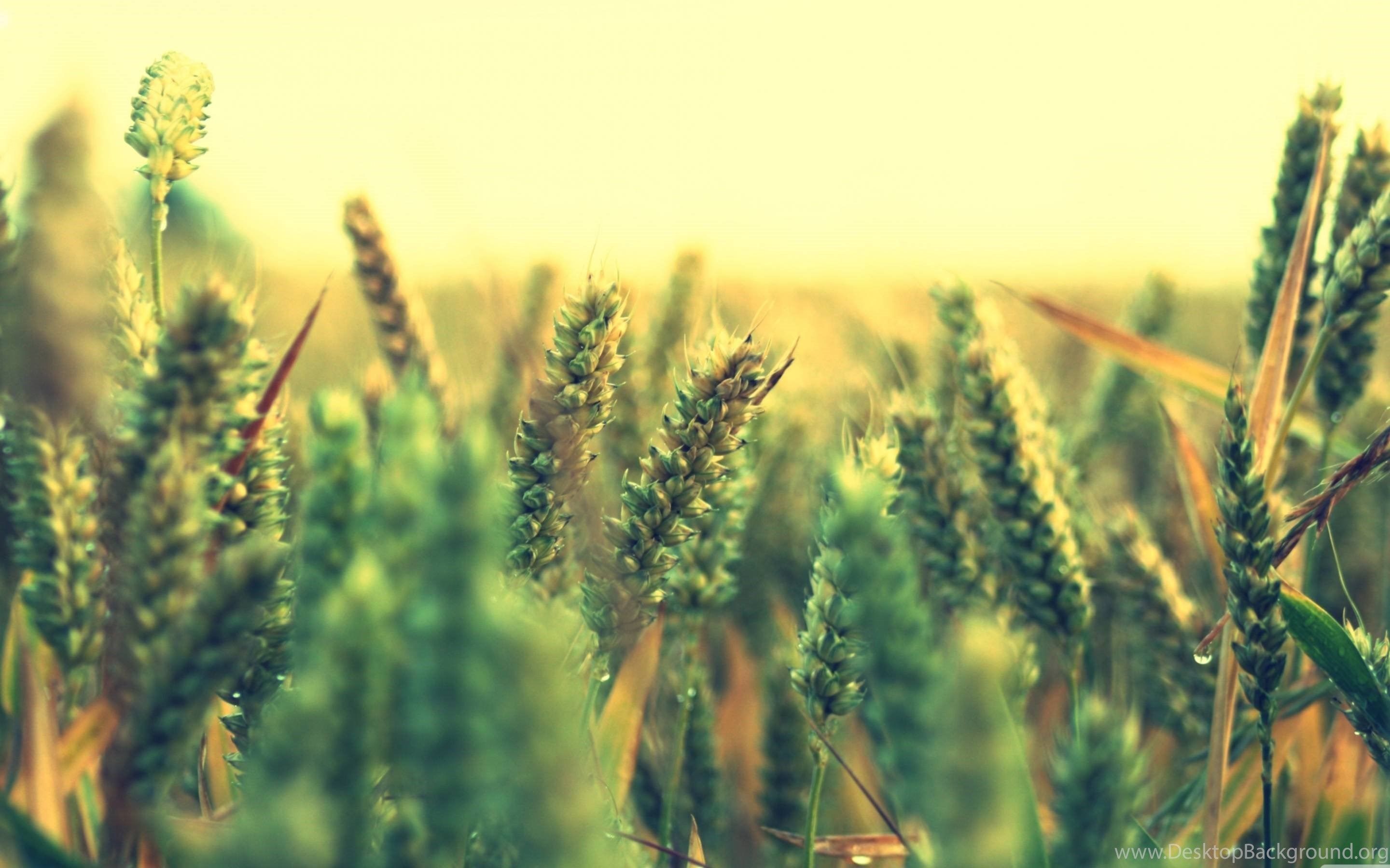 Nature, Mac, Norway, Umbrella, Macbook, Wallpaper, Sun, Retina. Desktop Background