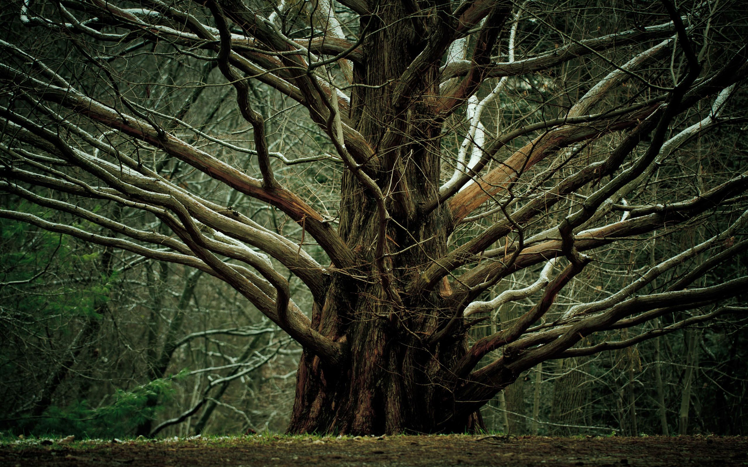 Scary Tree Picture