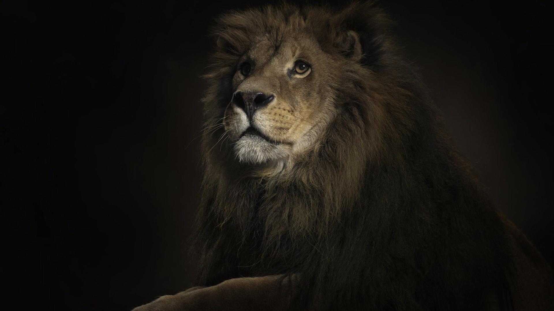 Wallpaper Of Lion