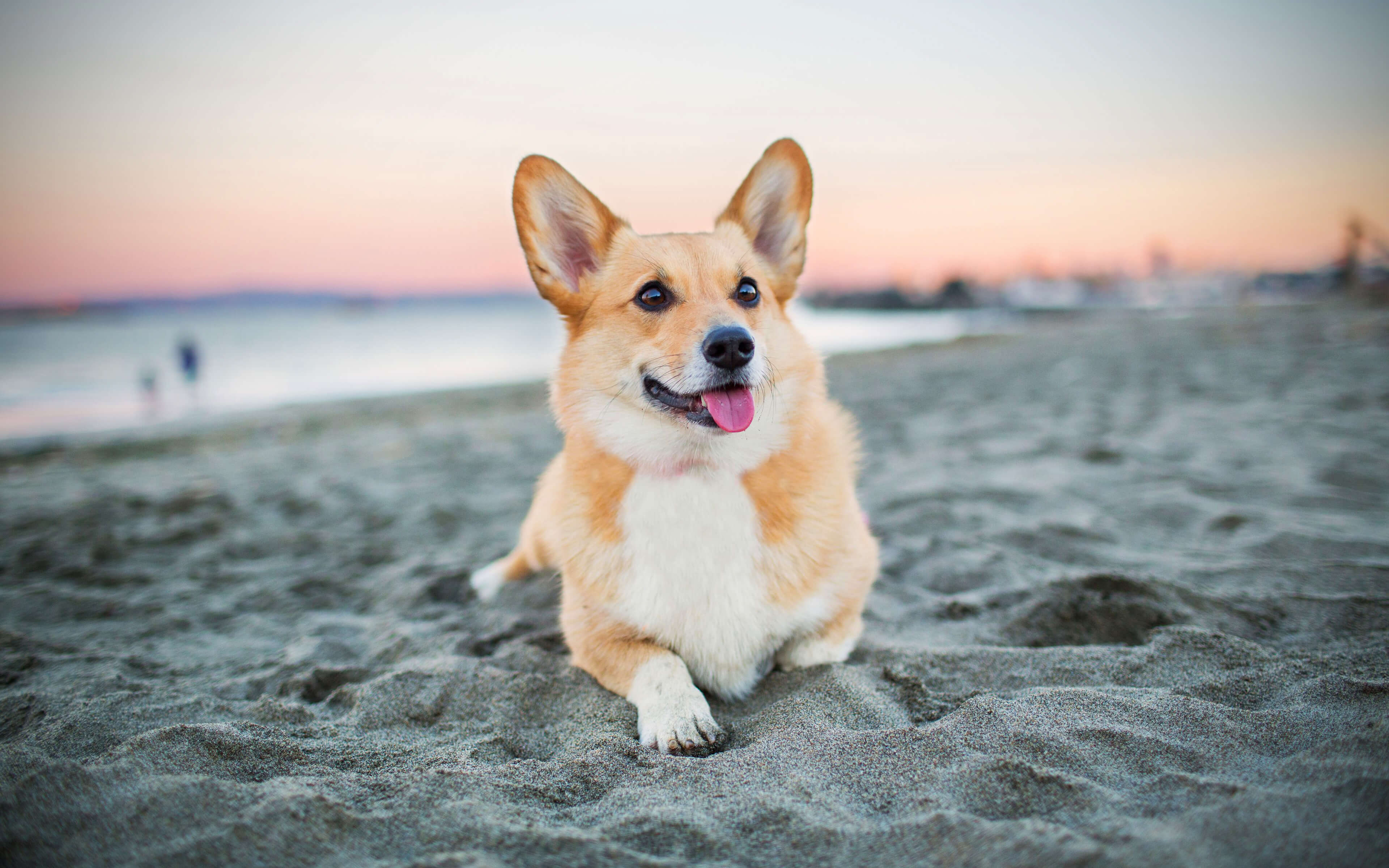 Corgi Beach Wallpaper Dog Breeds Wallpaper & Background Download