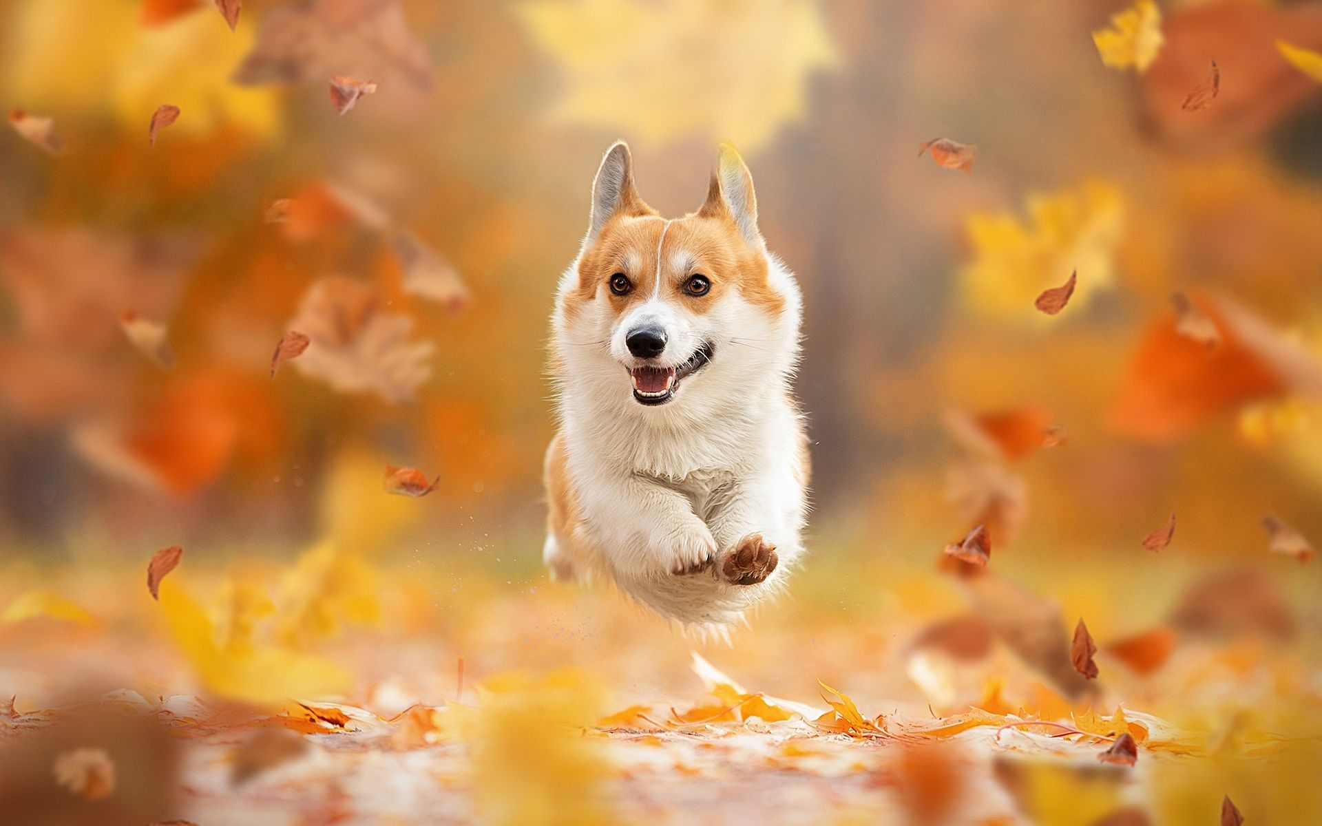 Flying Corgi, Autumn, Pets, Welsh Corgi, Dogs, Bokeh, Background Wallpaper & Background Download