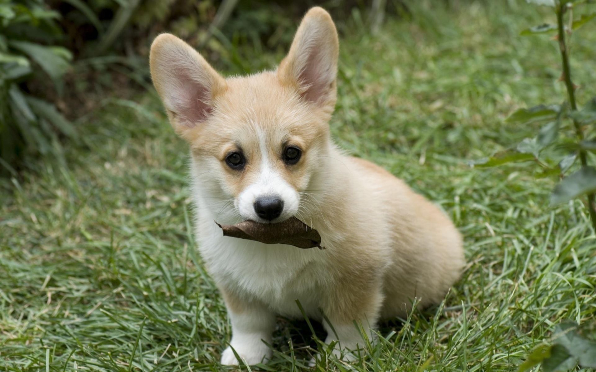 Picture Welsh Corgi Dogs Animals