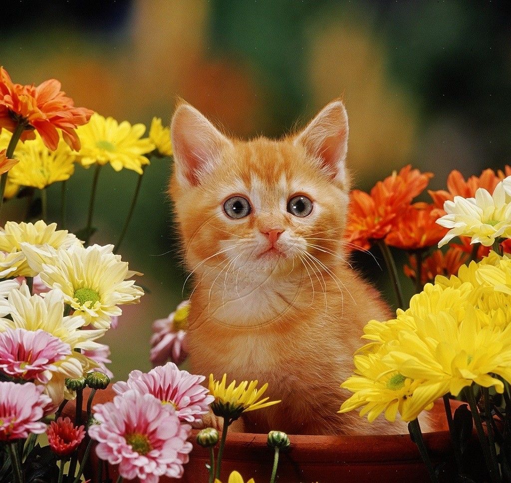 Thanksgiving Kitten Wallpapers - Wallpaper Cave