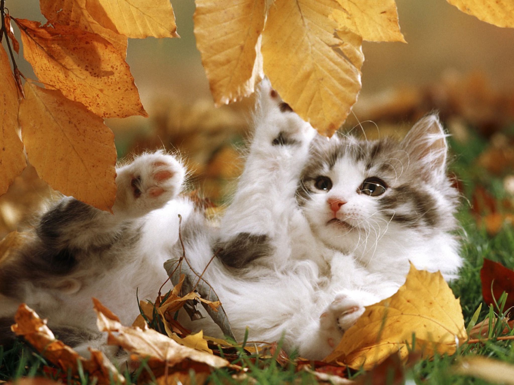 Fall Kitten Wallpaper