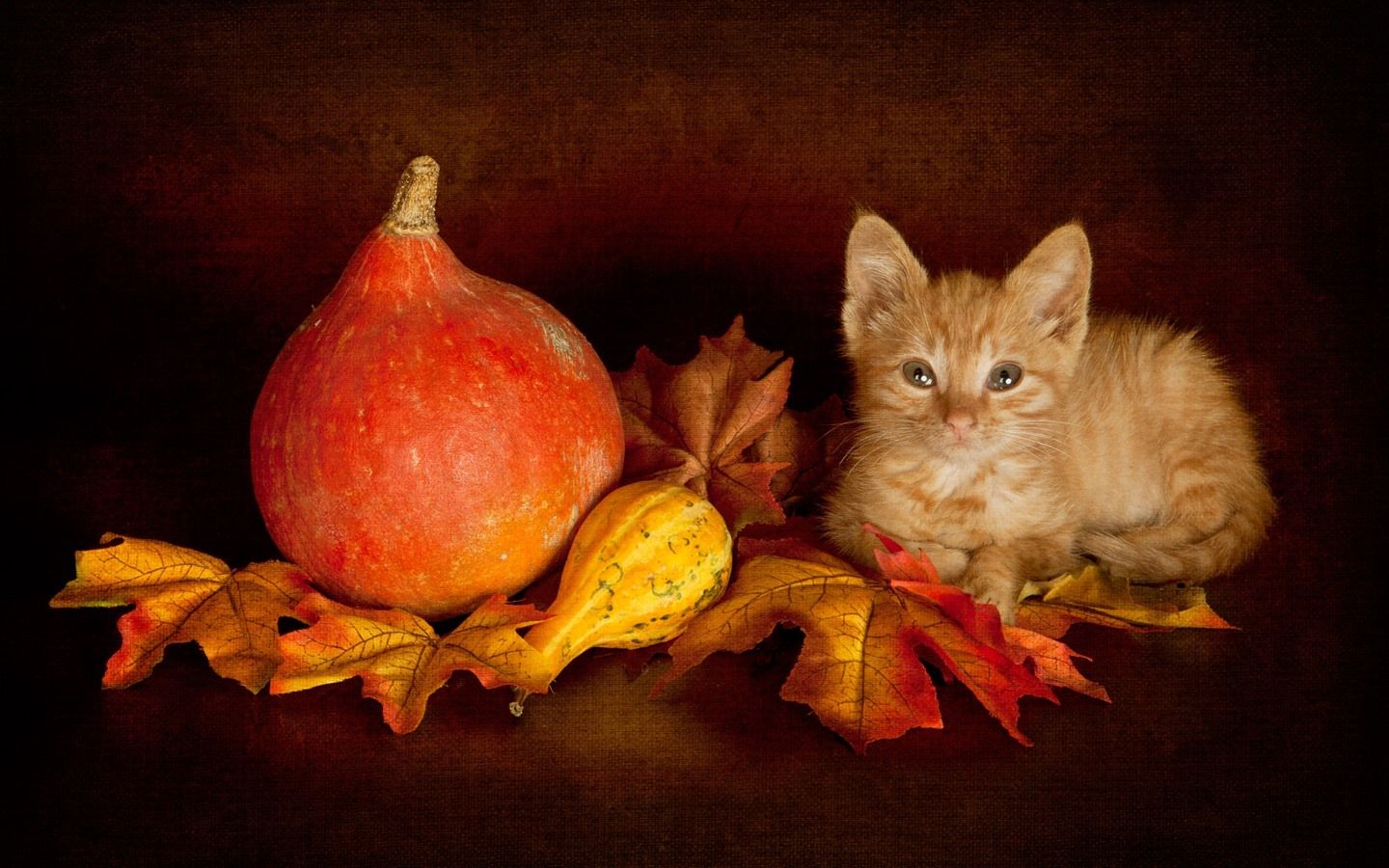 Wallpaper Cute kitten, maple leaves, pumpkin 1920x1200 HD Picture, Image